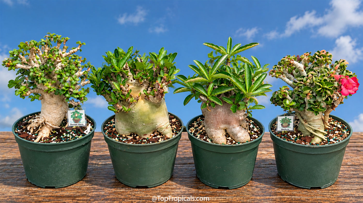 Four  sculptural  Adeniums  in  nursery  pots:  Dorset  Horn,  two  Adenium 
 arabicum  specimens,  and  Medusa,  showing  dramatically  different  caudexes, 
 branching,  and 
 foliage.