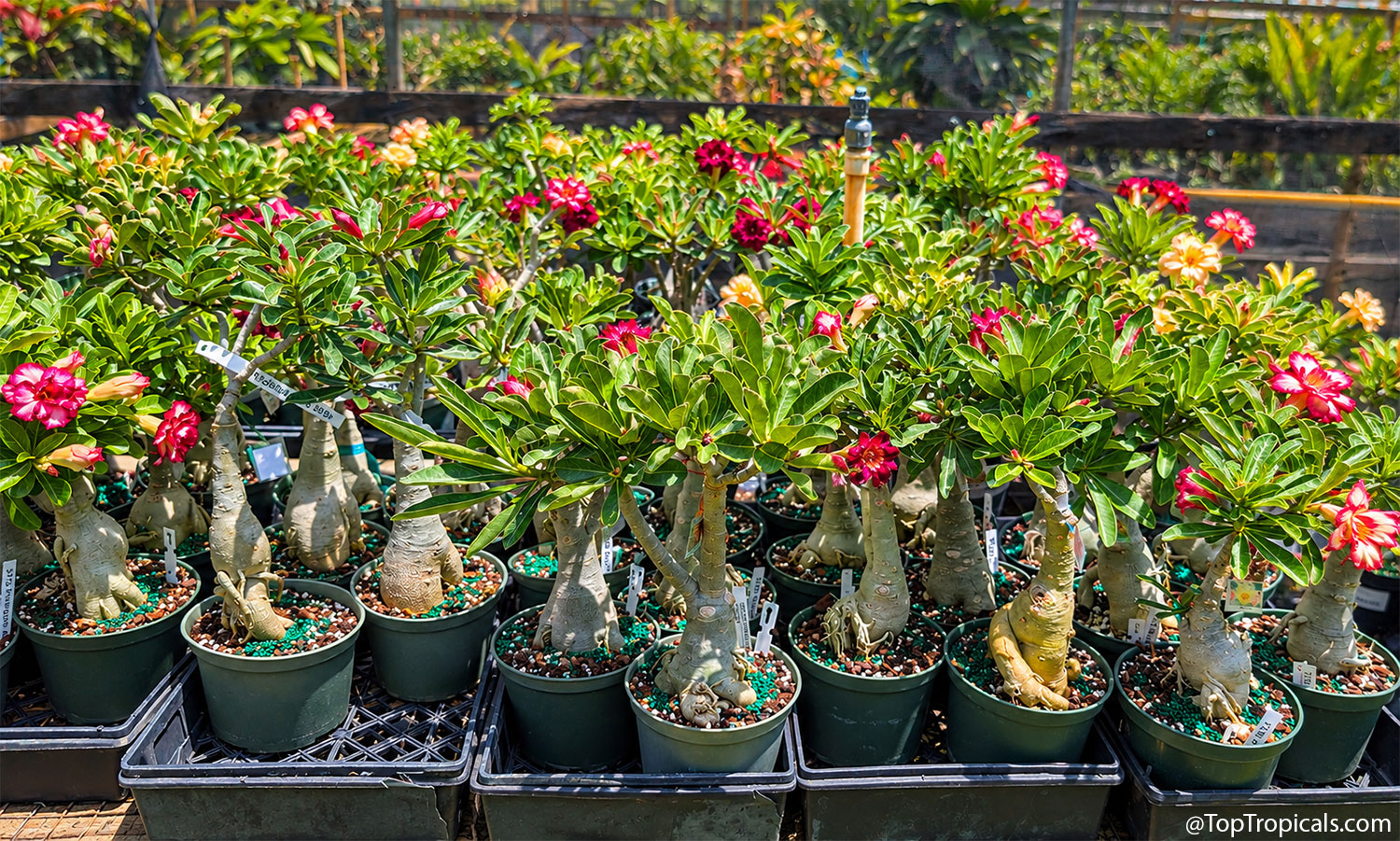Rows  of  mature  Adeniums  growing  in  nursery  pots  in  full  sun,  with  thick
    caudexes,  dense  green  foliage,  and  colorful  pink,  red,  peach,  and 
 multicolored 
 flowers.