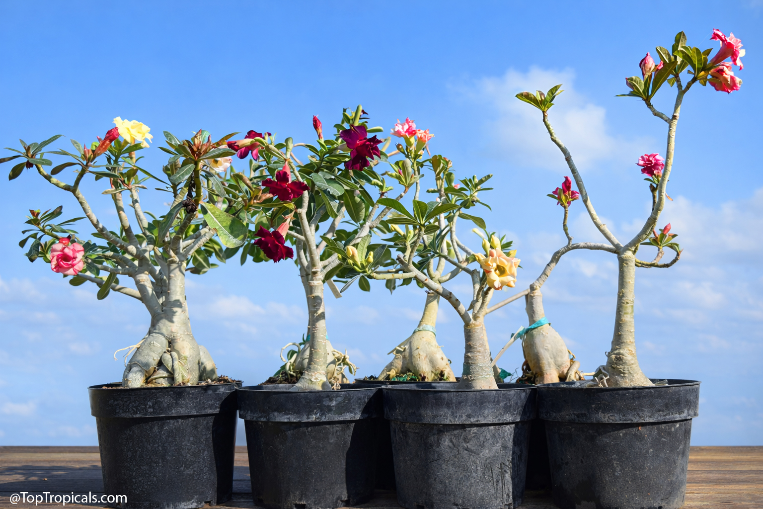 Pruned  and  unpruned  Adenium  desert  rose  plants  showing  difference  in 
 branching  and  flowering