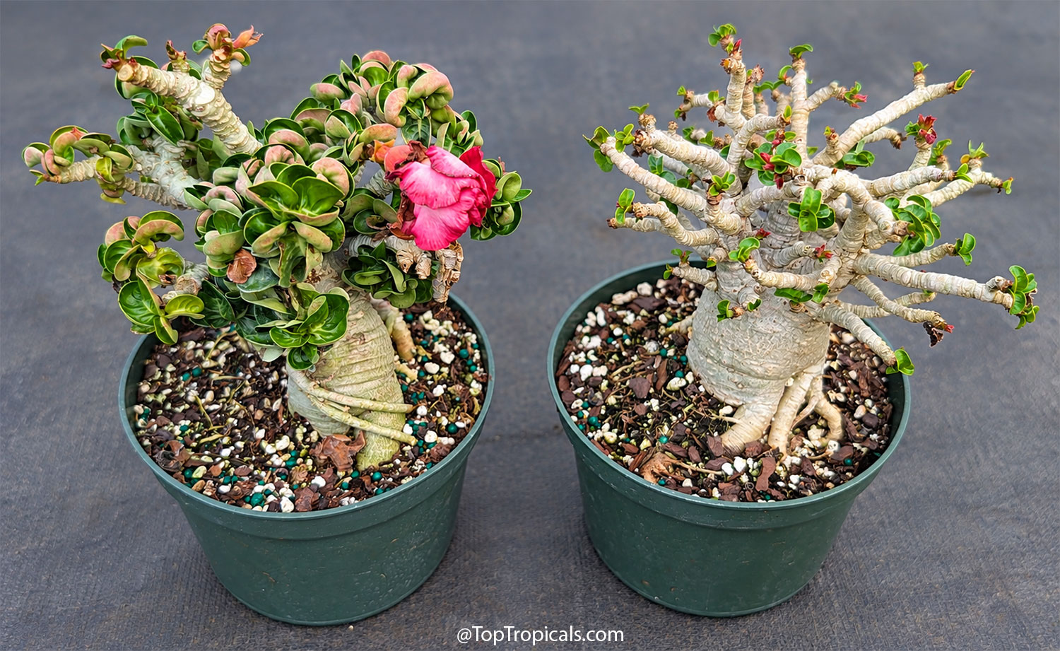 Two  unusual  Adenium  varieties,  Medusa  and  Dorset  Horn,  growing  in 
 nursery  pots,  showing  thick  sculptural  caudexes,  twisted  branching,  curled 
 foliage,  and  a  pink 
 flower.