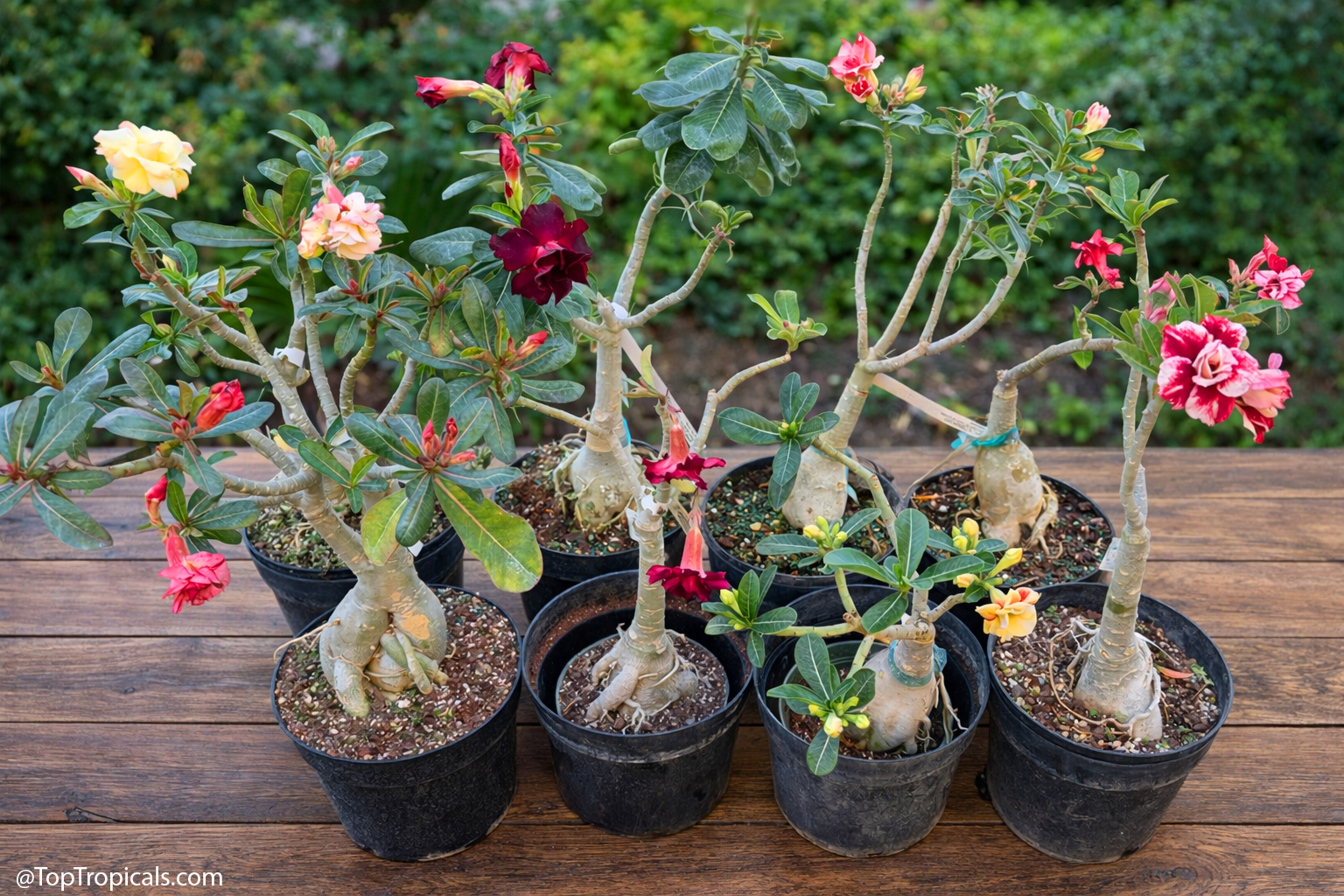 Leggy  Adenium  desert  rose  plants  with  sparse  branching  and  flowers, 
 ready  for 
 pruning