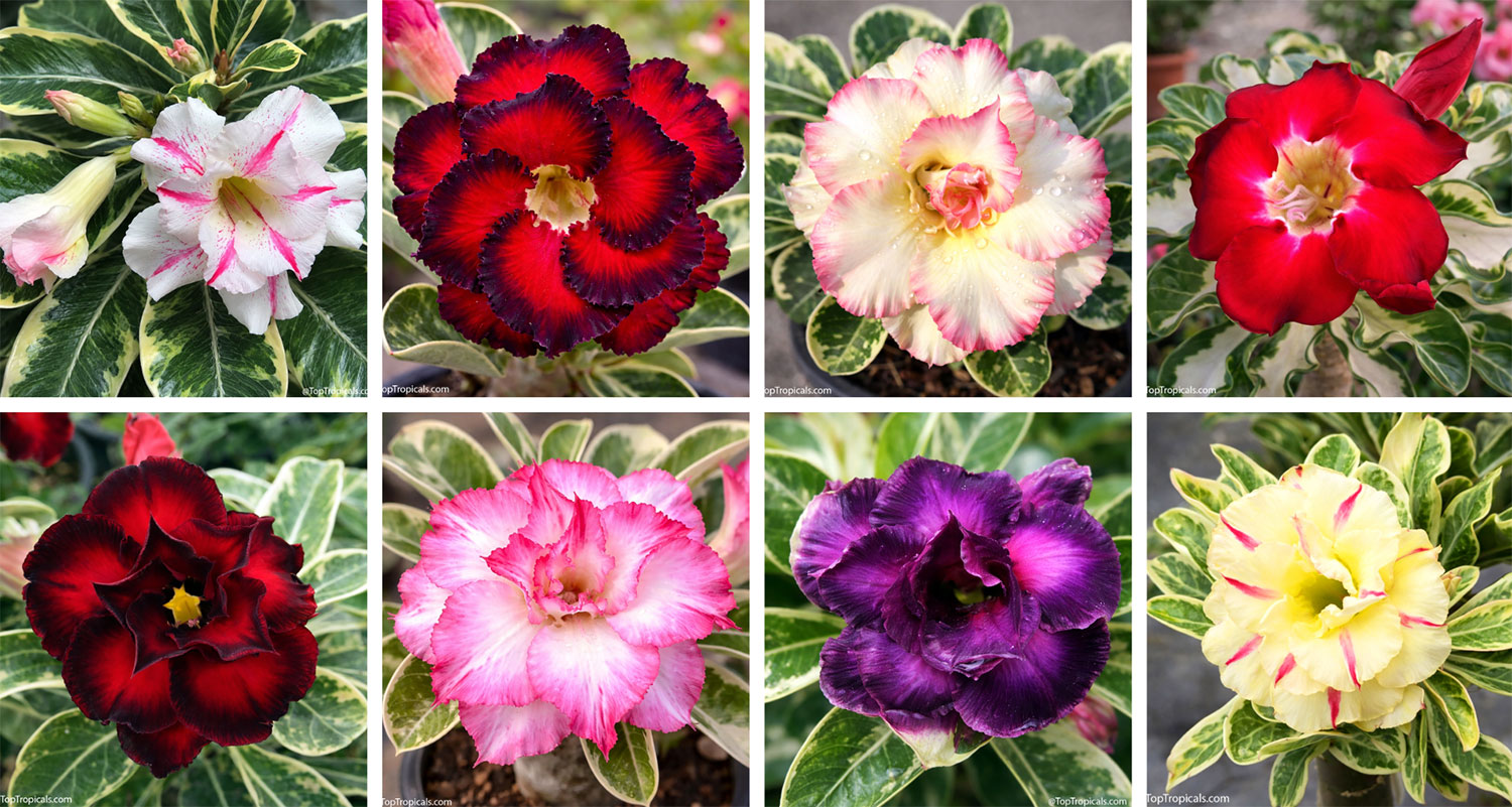 Collage  of  variegated  Adenium  cultivars  with  cream-and-green  foliage 
 and  flowers  in  white,  pink,  red,  burgundy,  purple,  and 
 yellow.