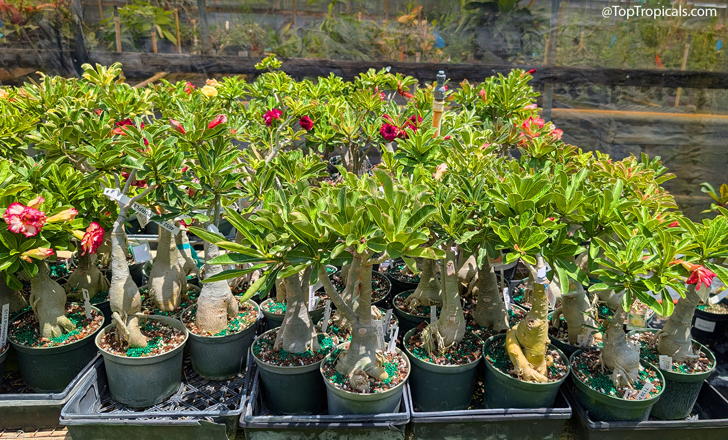 Rows  of  healthy  potted  desert  roses  (Adenium)  with  thick  sculptural 
 caudex  trunks  and  glossy  green  foliage  growing  in  a  nursery  under  shade 
 cloth.  Several  plants  are  already  blooming  with  vibrant  red  and  pink 
 flowers,  demonstrating  vigorous  summer 
 growth.