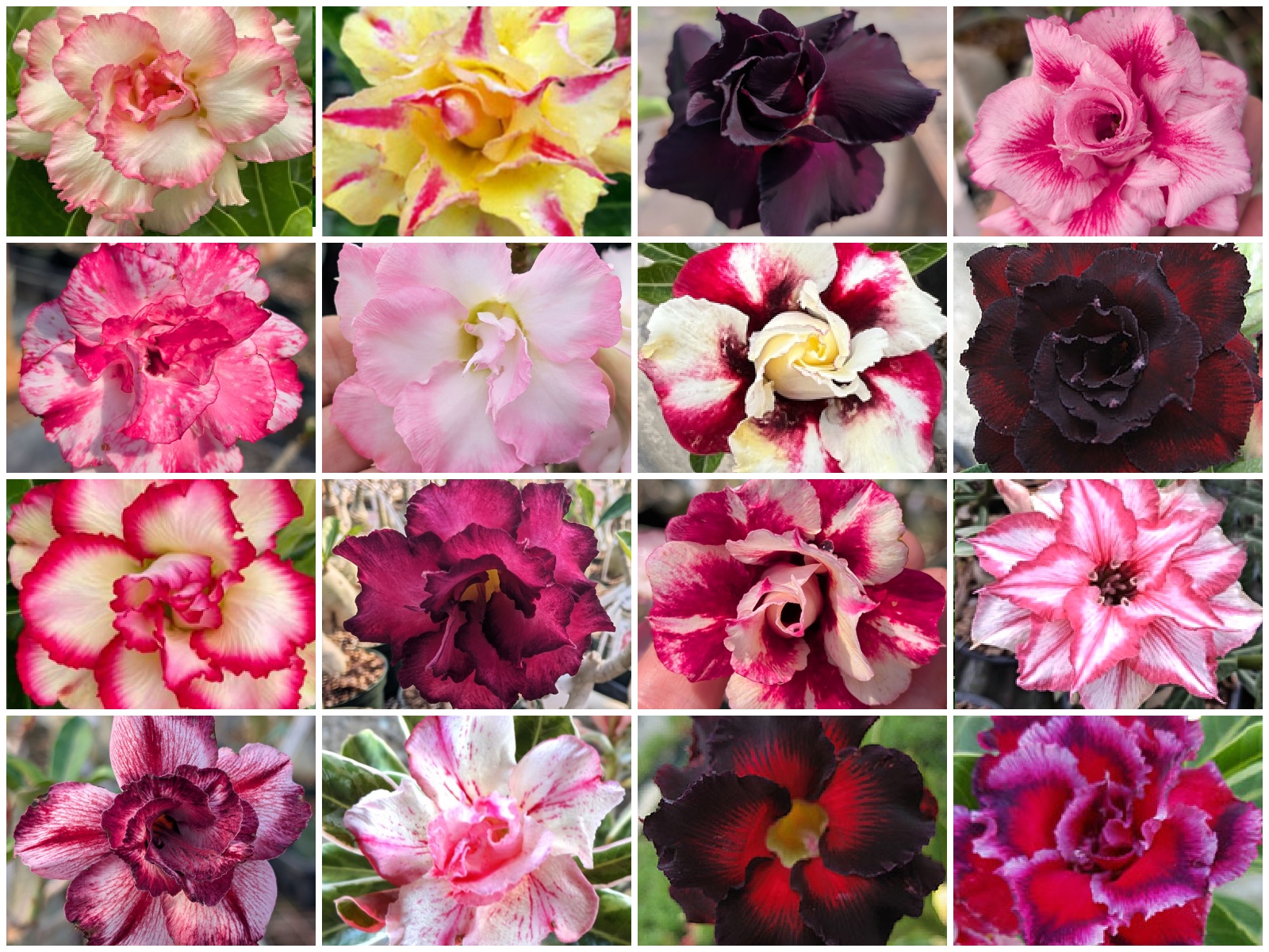 Adenium collage