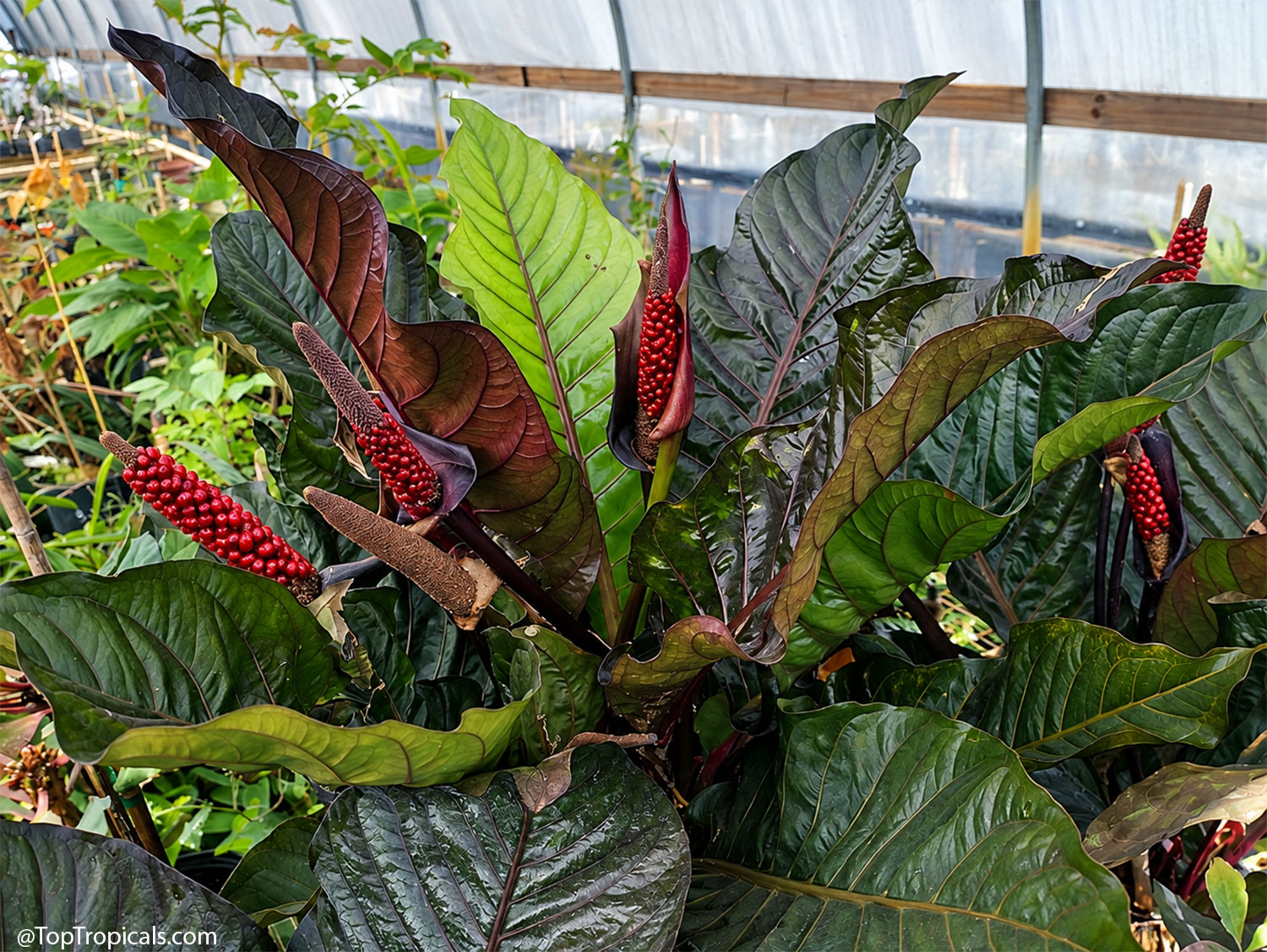 Anthurium  Black  Dragon  growing  in  a  tropical  greenhouse,  displaying 
 large,  glossy,  dark  green  and  burgundy  leaves,  dramatic  dark  spathes,  and 
 clusters  of  bright  red  berries  on  mature  flower 
 spikes.