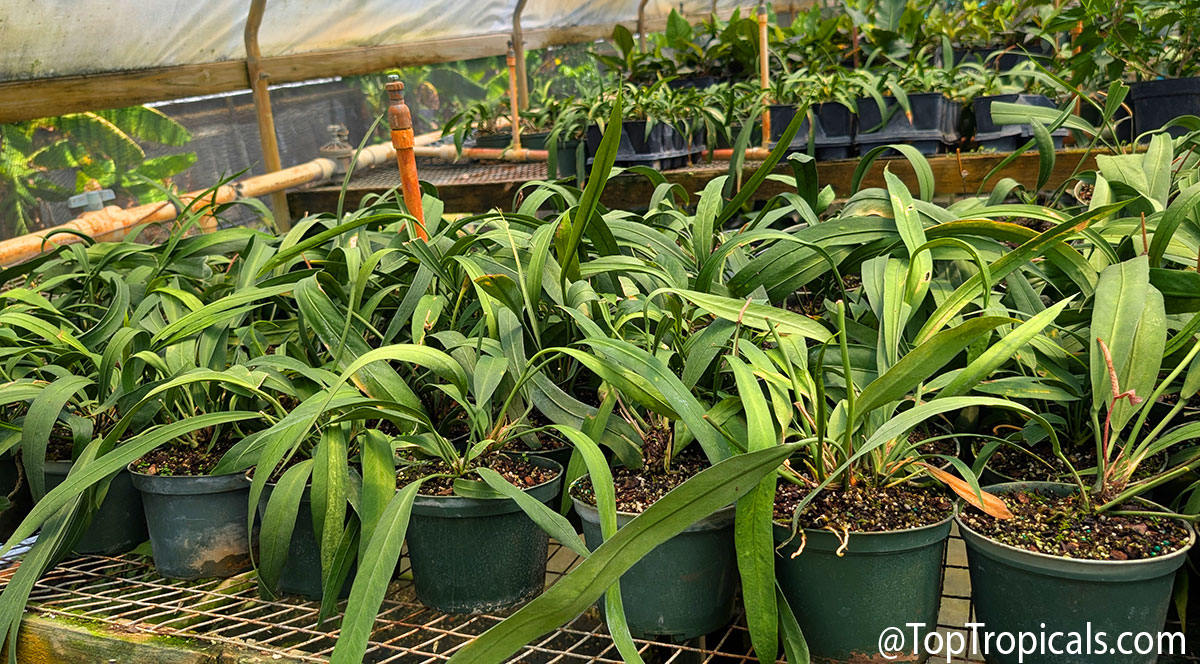 Potted  Anthurium  vittariifolium,  Long  Leaf  Anthurium,  with  long 
 strap-like  green  leaves  growing  in  a  shaded 
 nursery.