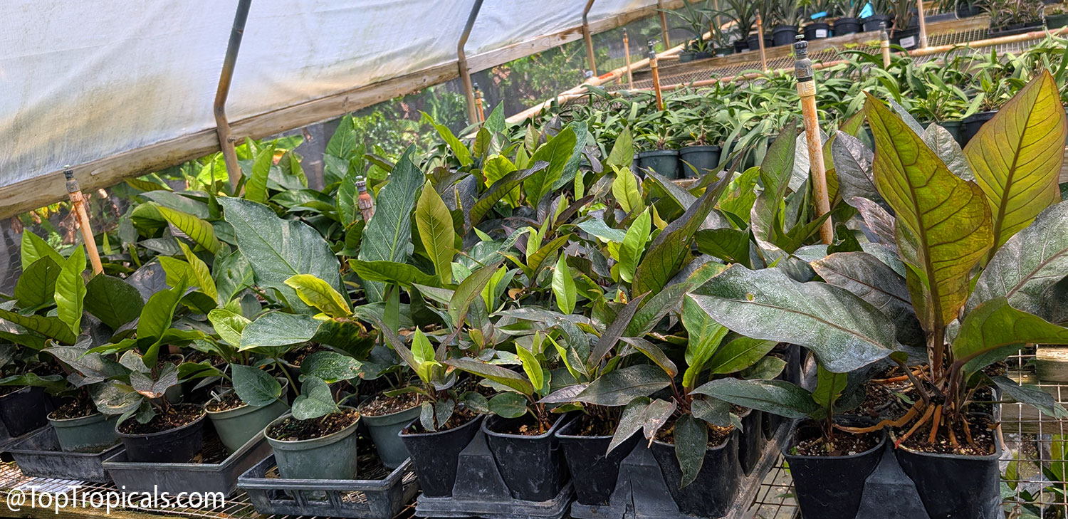 Potted  Anthurium  Black  Dragon  plants  with  large,  dramatic  dark  green 
 leaves  growing  in  a  shaded 
 nursery.