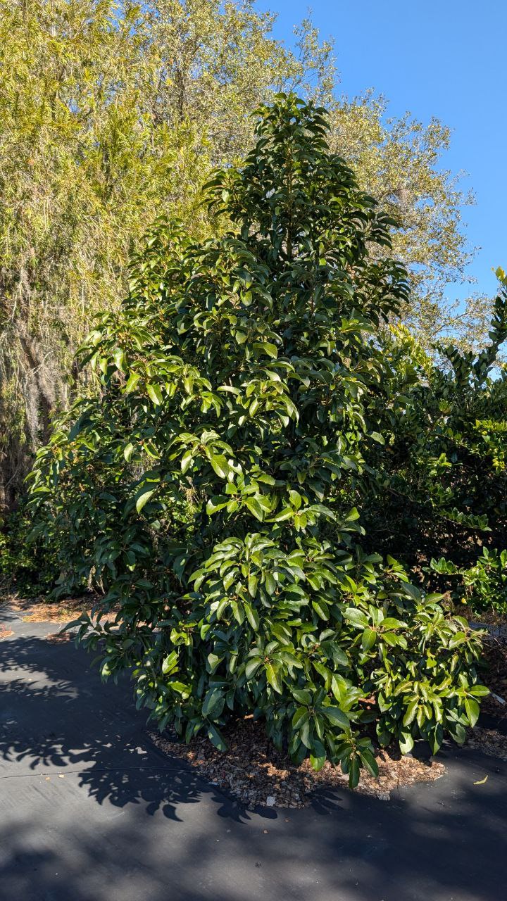 Day avocado tree at Top Tropicals B-Farm in Sebring Florida after the 2026 freeze