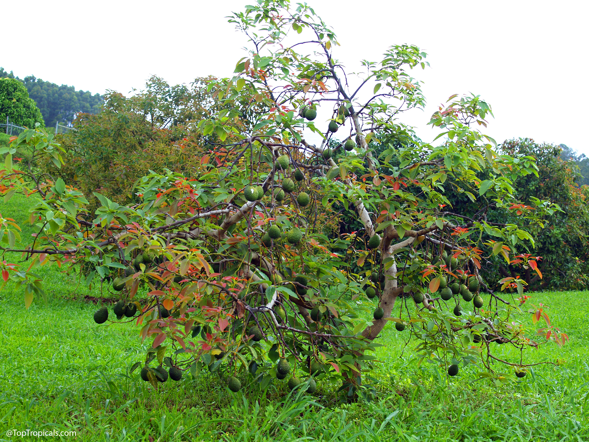 Fuerte  avocado  tree  compact  dwarf  growth  with  green  fruit  in  garden 
 setting
