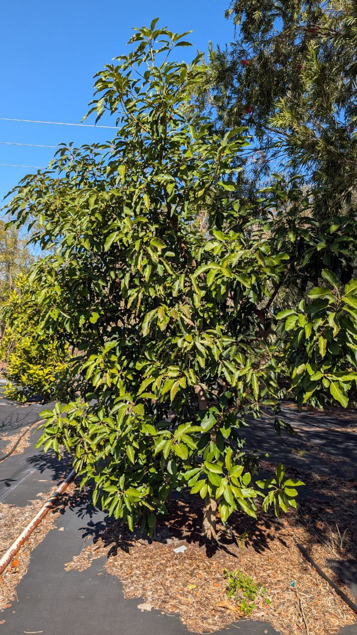 Lila avocado tree at Top Tropicals B-Farm in Sebring Florida after the 2026 freeze