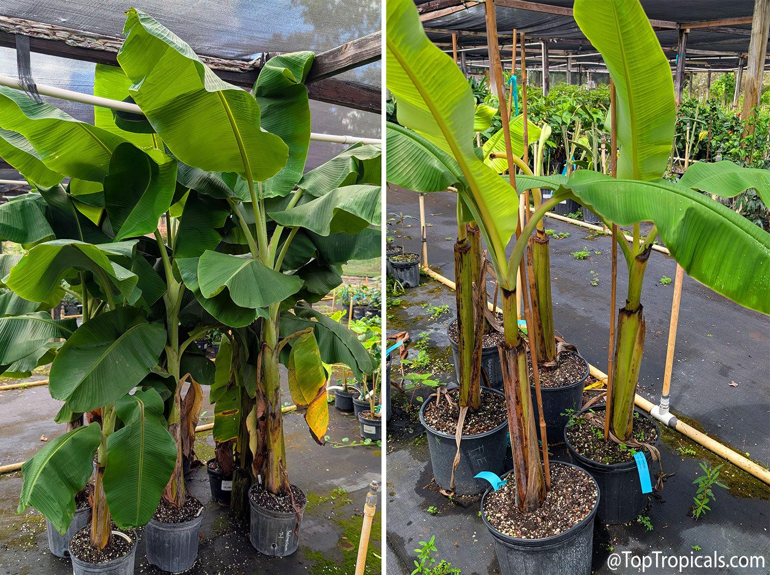 Before-and-after  view  of  vigorous  potted  banana  plants,  showing  tall 
 overgrown  foliage  and  the  same  bananas  cut  back  to  short 
 trunks.