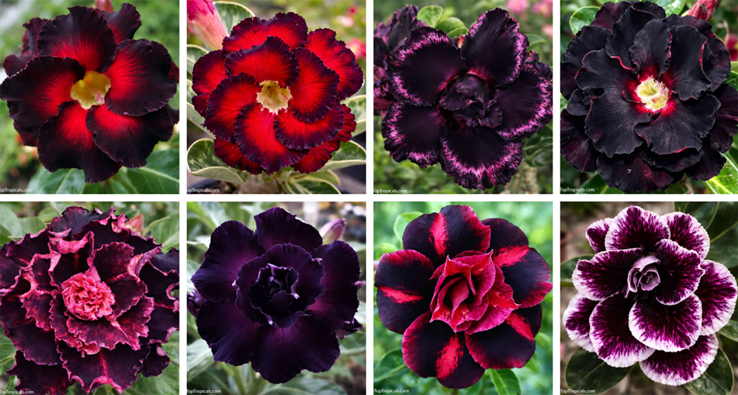 Collage  of  eight  spectacular  black-flowered  Desert  Rose  (Adenium) 
 varieties,  featuring  velvety,  ruffled  blooms  in  deep  burgundy,  near-black 
 purple.