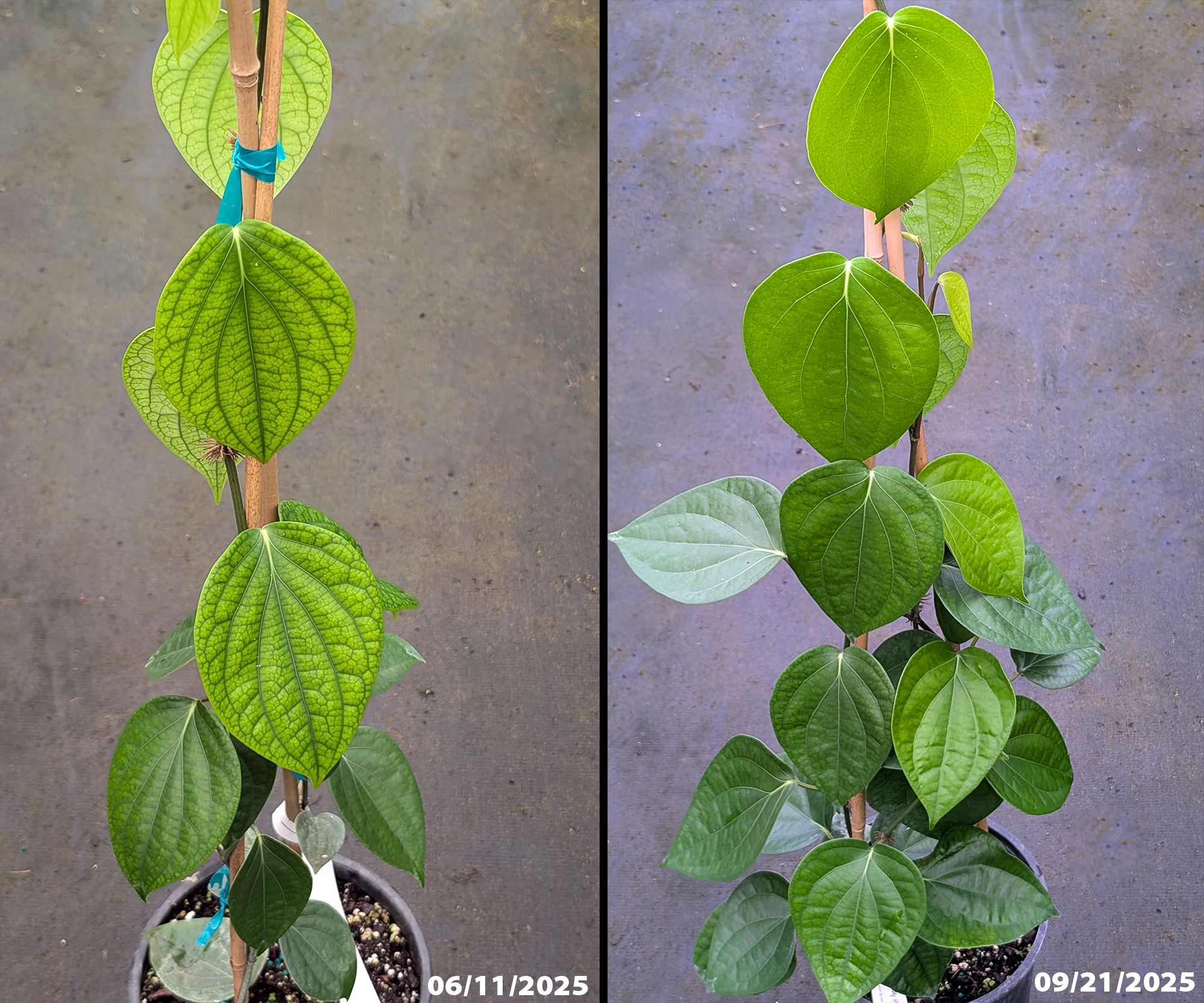 Black  Pepper  plant  (Piper  nigrum)  showing  nutrient  deficiency  before 
 treatment  and  healthy  green  leaves  after  correction  using  Green  Magic 
 fertilizer.