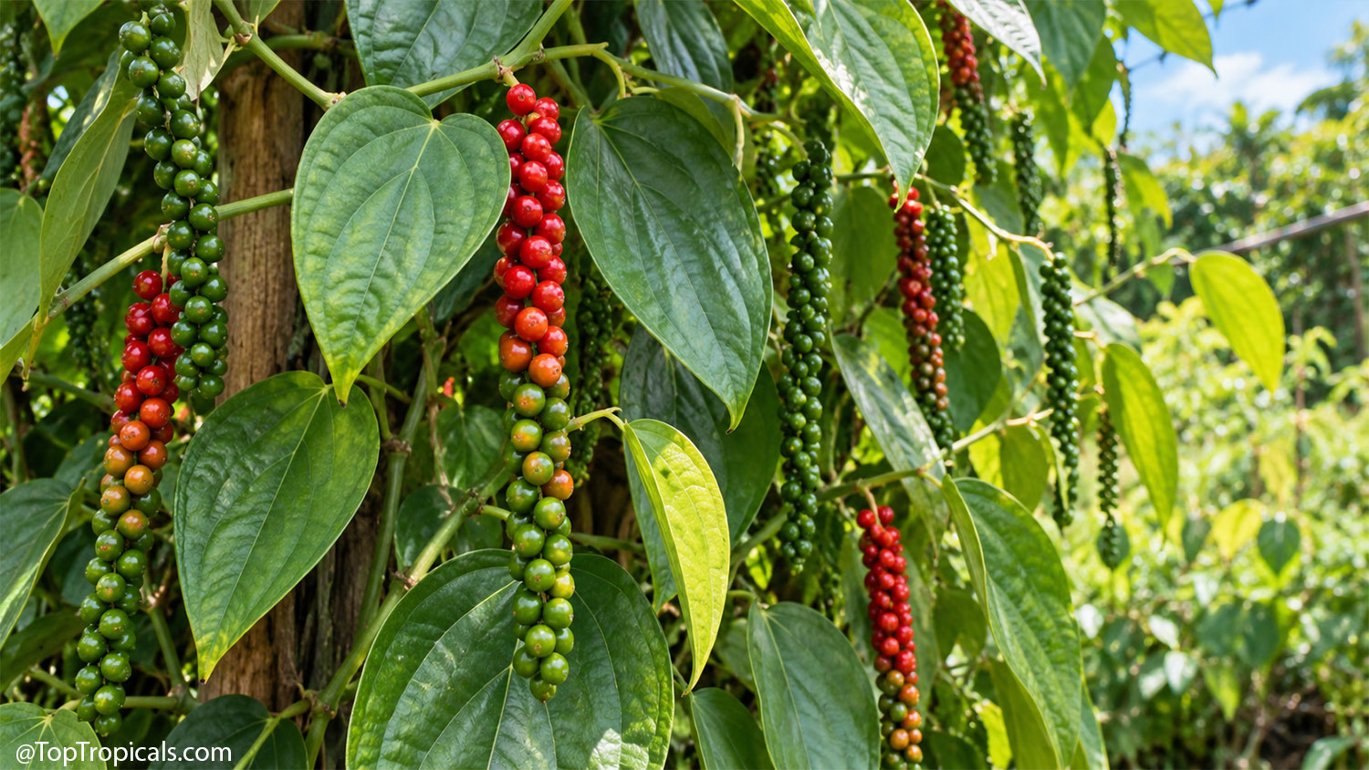 Black pepper vine (Piper nigrum) climbing a support with hanging
peppercorn spikes at green, orange and ripe red
stages.