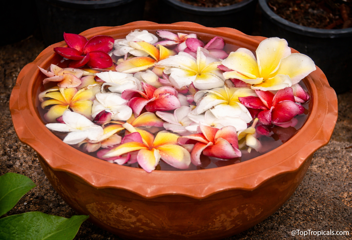 Terracotta  bowl  filled  with  floating  plumeria  flowers  in  white,  yellow,
    pink,  and  red,  set  outdoors  on  wet  ground  in  a  garden 
 setting.