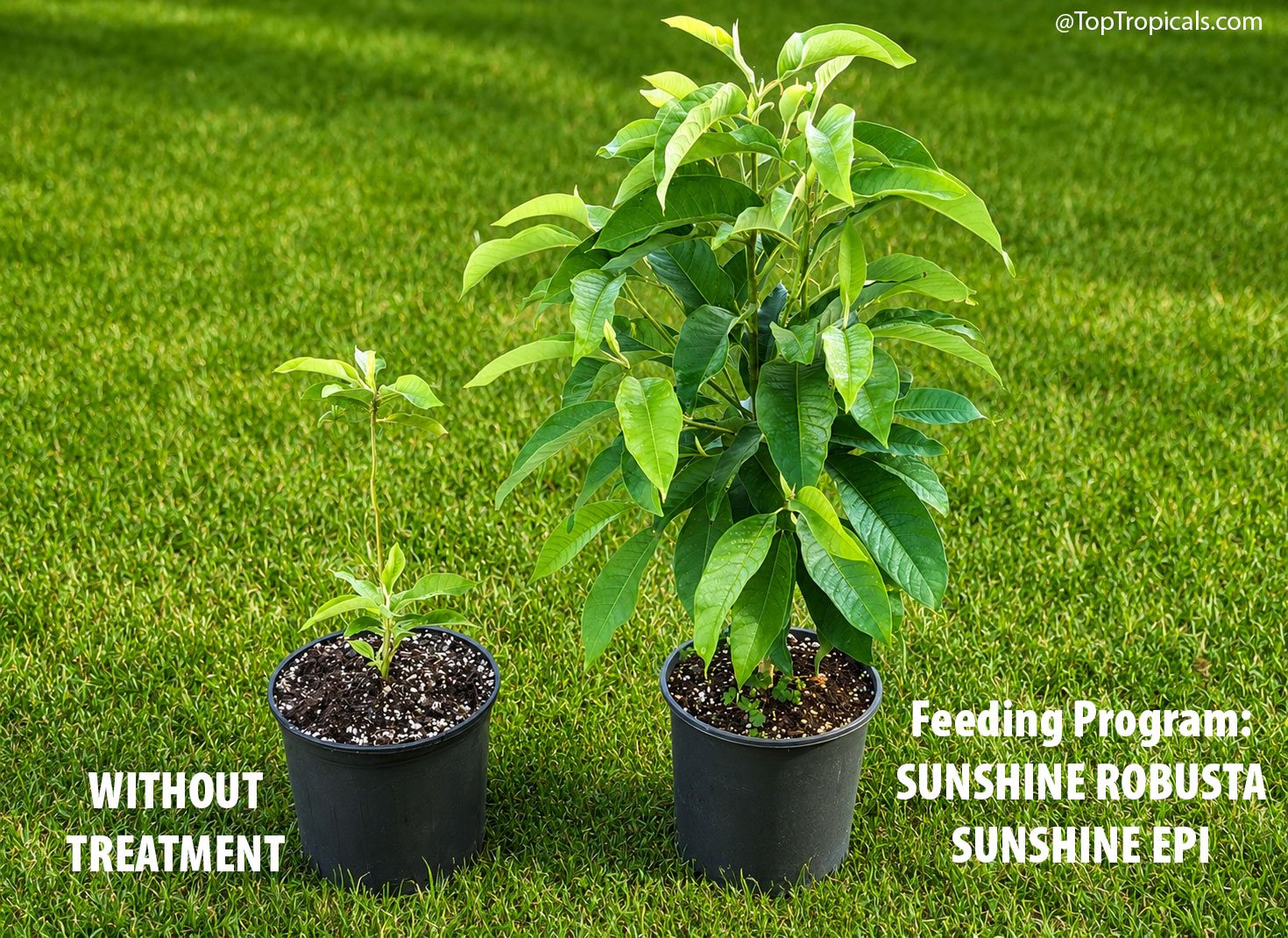 Two  potted  Magnolia  champaca  plants  from  the  same  batch  placed  side  by 
 side  on  a  lawn.  The  smaller  plant  on  the  left  has  sparse  growth,  while  the 
 plant  on  the  right  is  significantly  larger,  fuller,  and  more  vigorous, 
 demonstrating  the  difference  in  growth  under  different  feeding 
 programs.