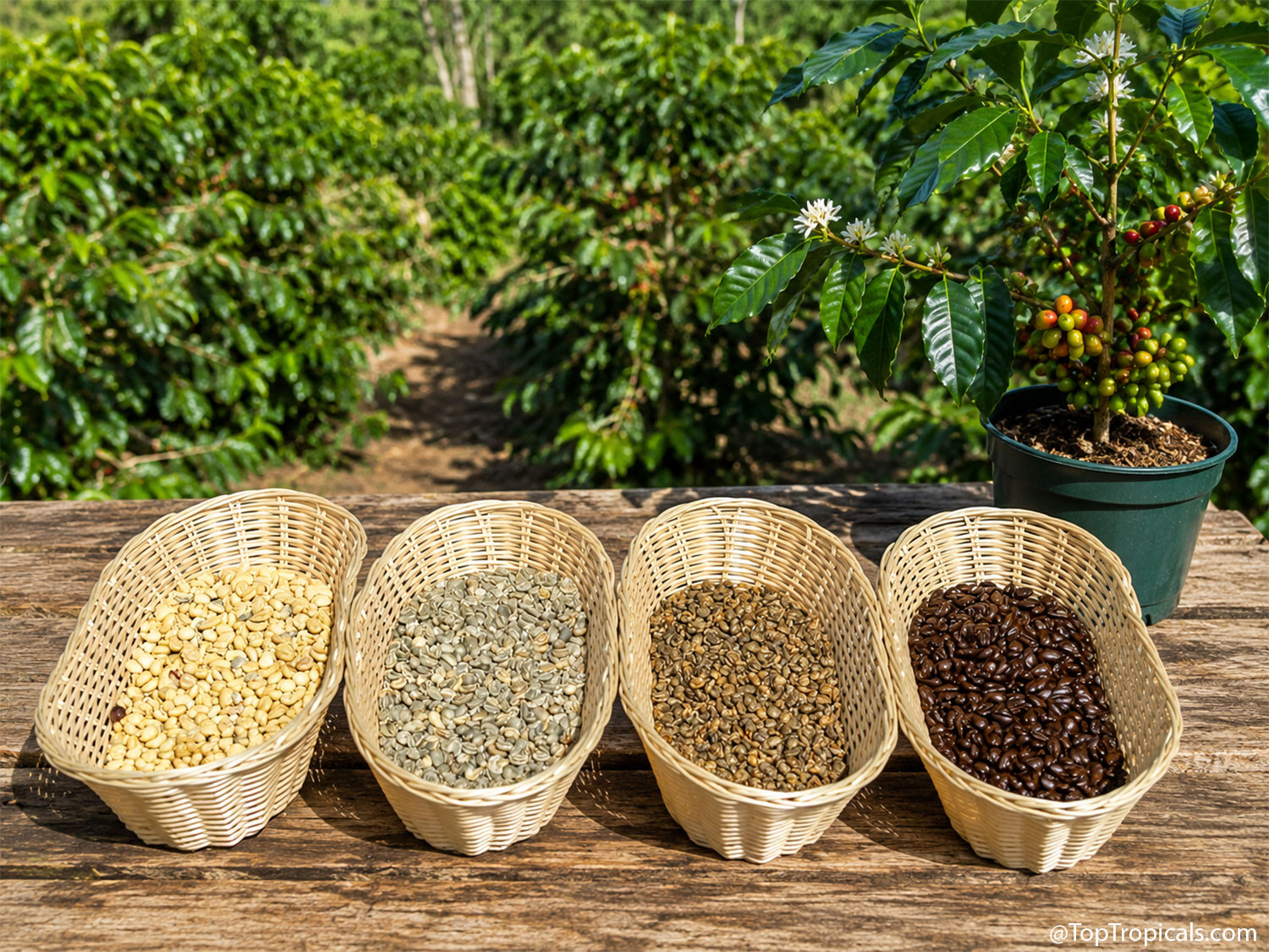 Four wicker baskets filled with coffee beans at different processing
and roasting stages sit on a rustic wooden table beside a potted coffee
plant, with rows of lush coffee trees in the background.