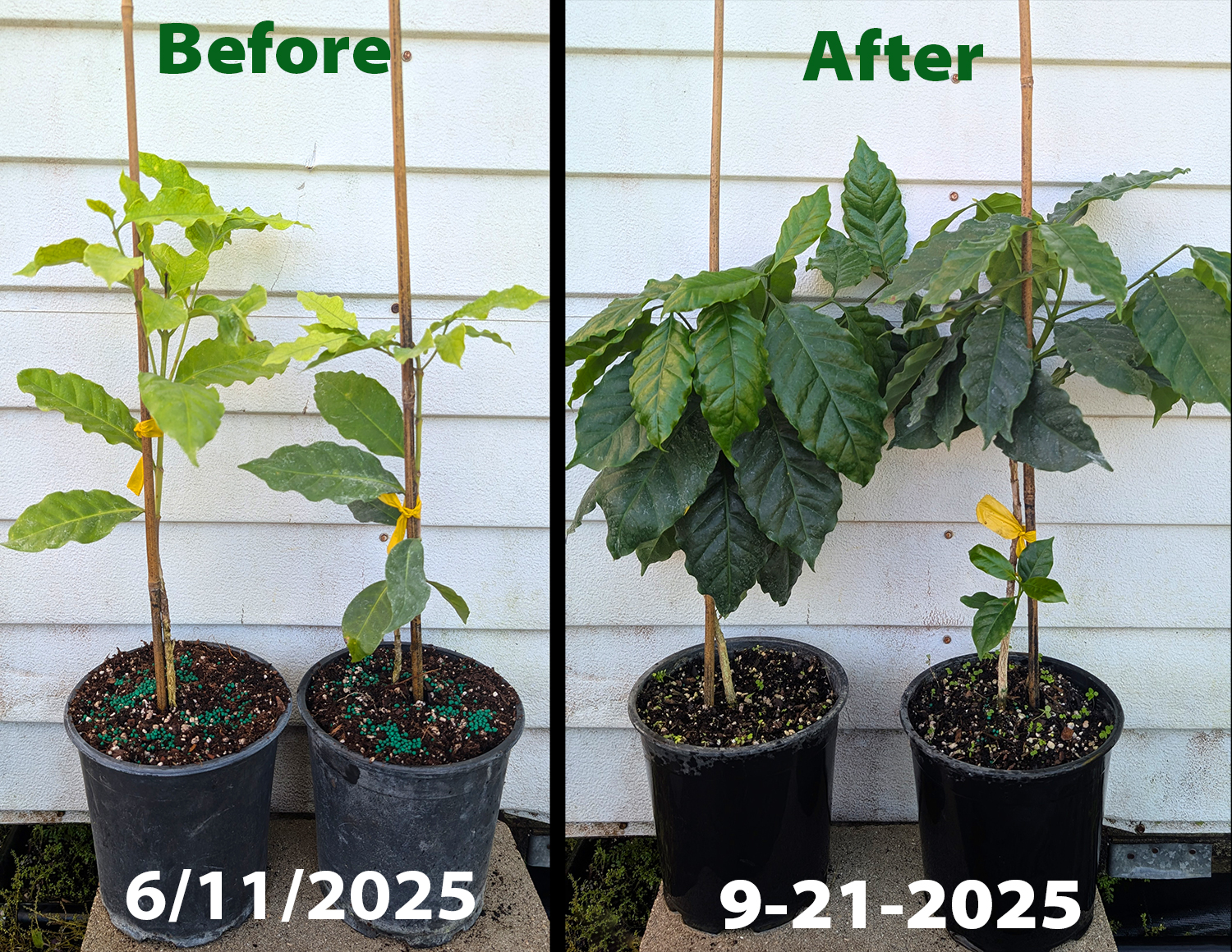 Coffee  plants  before  and  after  regular  Sunshine  Robusta  fertilizer 
 


applications  showing  darker  leaves  and  stronger 
 


growth