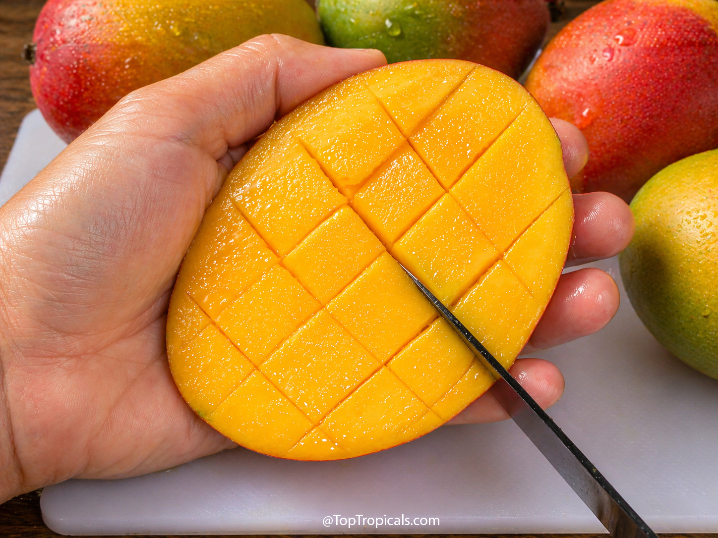 Close-up  of  a  hand  holding  a  mango  cheek  while  scoring  the  bright 
 orange  flesh  into  a  grid  pattern  with  a  knife,  with  whole  mangoes  in  the 
 background.