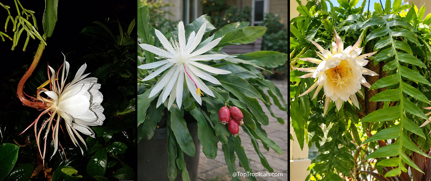 Collage  of  three  spectacular  night-blooming  tropical  cacti:  Epiphyllum 
 oxypetalum  (Queen  of  the  Night),  Epiphyllum  hookeri  with  elegant  white 
 flowers  and  red  fruits,  and  Selenicereus  chrysocardium  (Marniera)  with  a 
 large  creamy-white  flower  and  deeply  lobed 
 foliage.