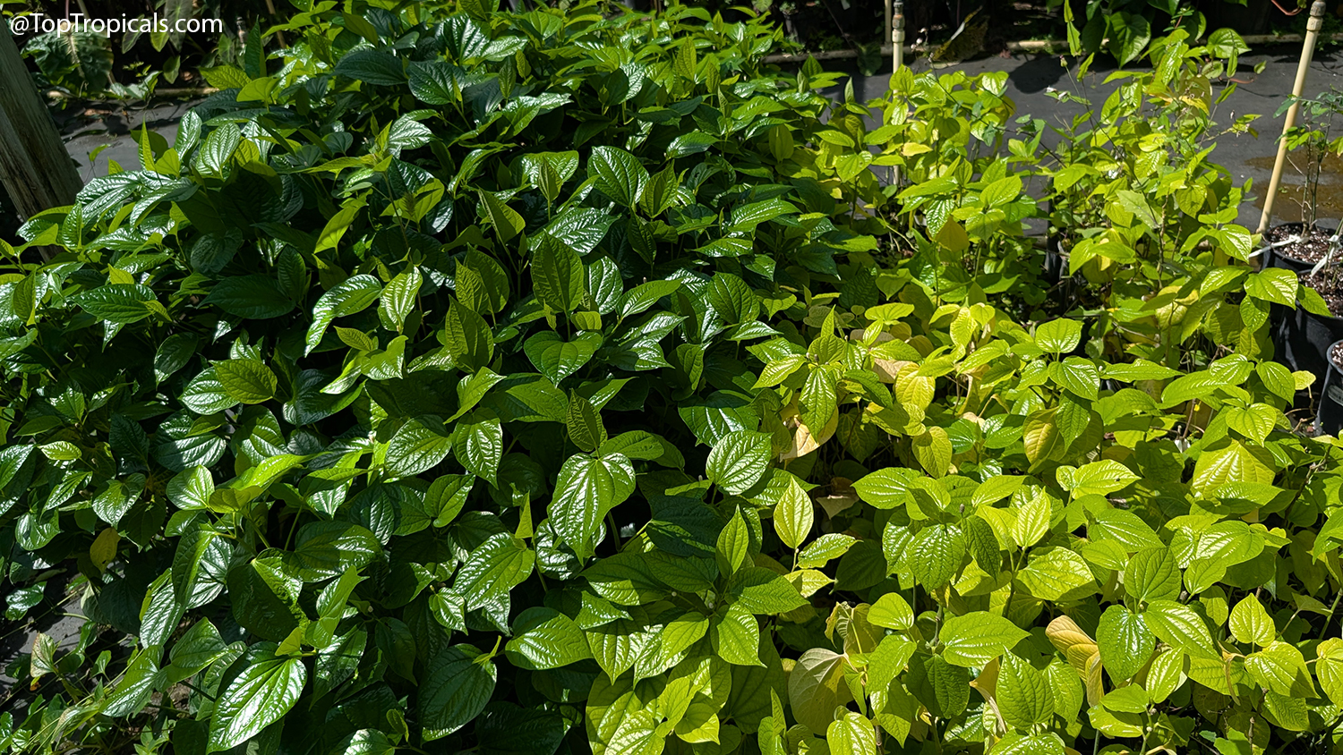 Piper  sarmentosum  Vietnamese  pepper  plants  comparison  with  fertilizer 
 


on  the  left  and  without  fertilizer  on  the 
 


right