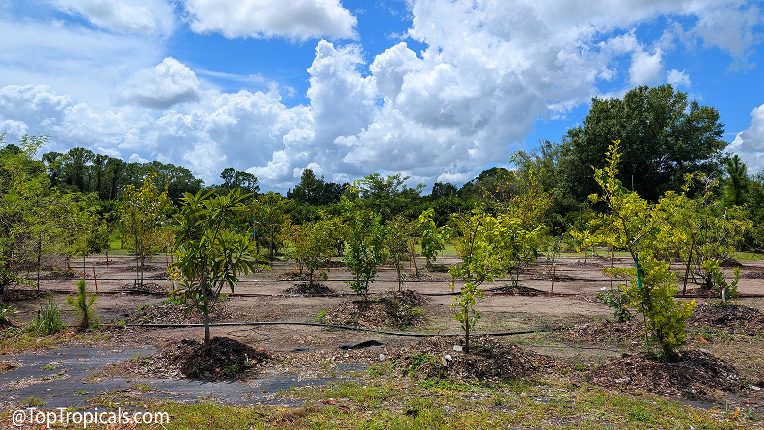 Top  Tropicals  young  fruit  grove  during  late-summer  cleanup,  with 
 irrigation  lines  checked  and  repaired  and  old  mulch  gathered  around  the 
 bases  of  young  fruit 
 trees.