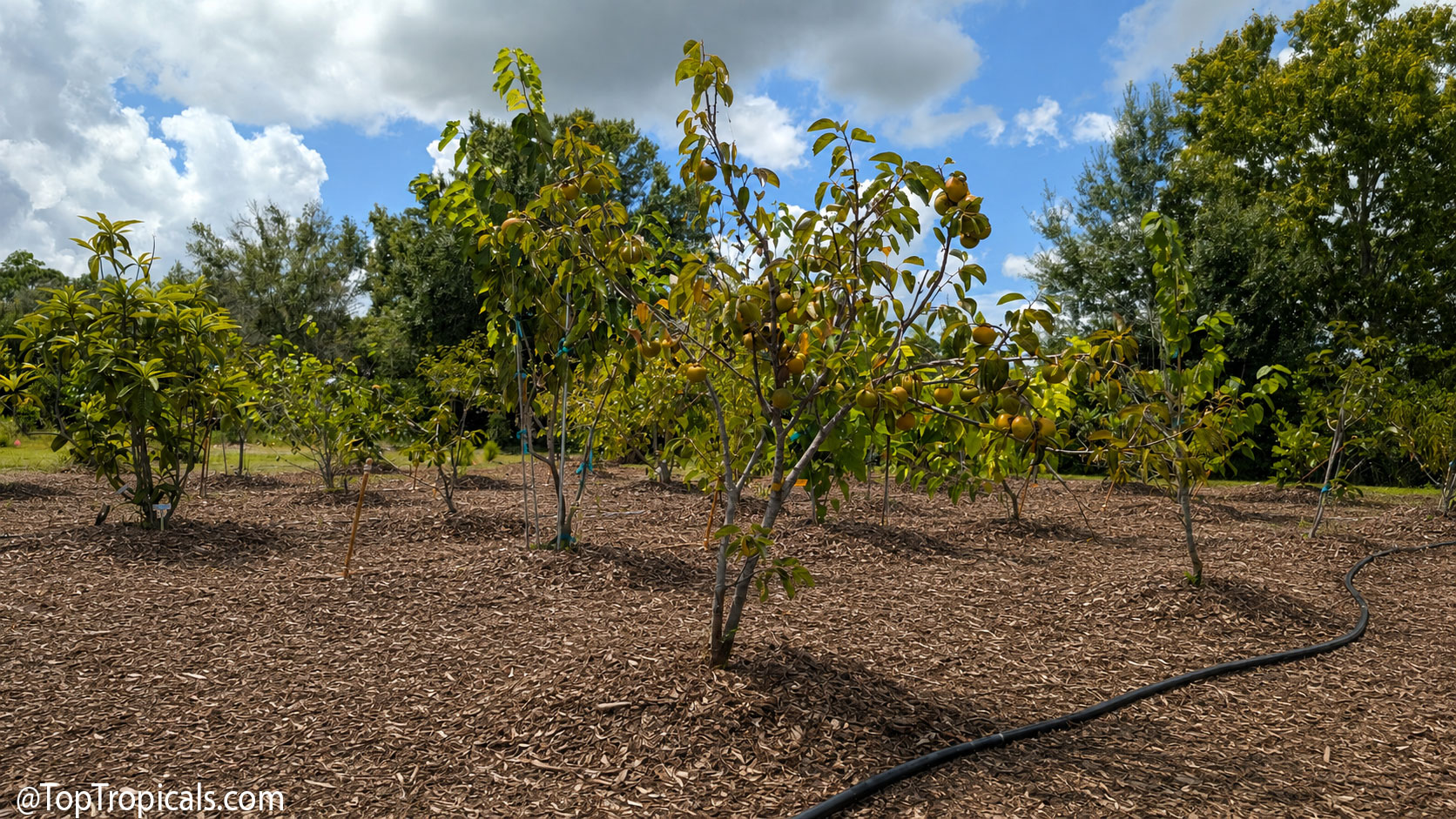 Top  Tropicals  fruit  grove  after  fresh  mulch  was  spread  around  the  fruit
    trees,  with  irrigation  lines  running  through  the 
 grove.