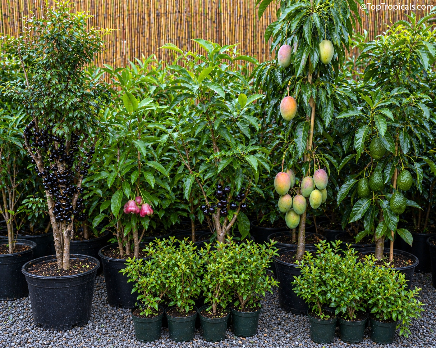 Potted  tropical  fruit  trees  including  jaboticaba,  Wax  jambu,  Java  plum,
    mango,  avocado,  and  Eugenia  cherries  arranged  in  a  nursery  setting  on 
 gravel.