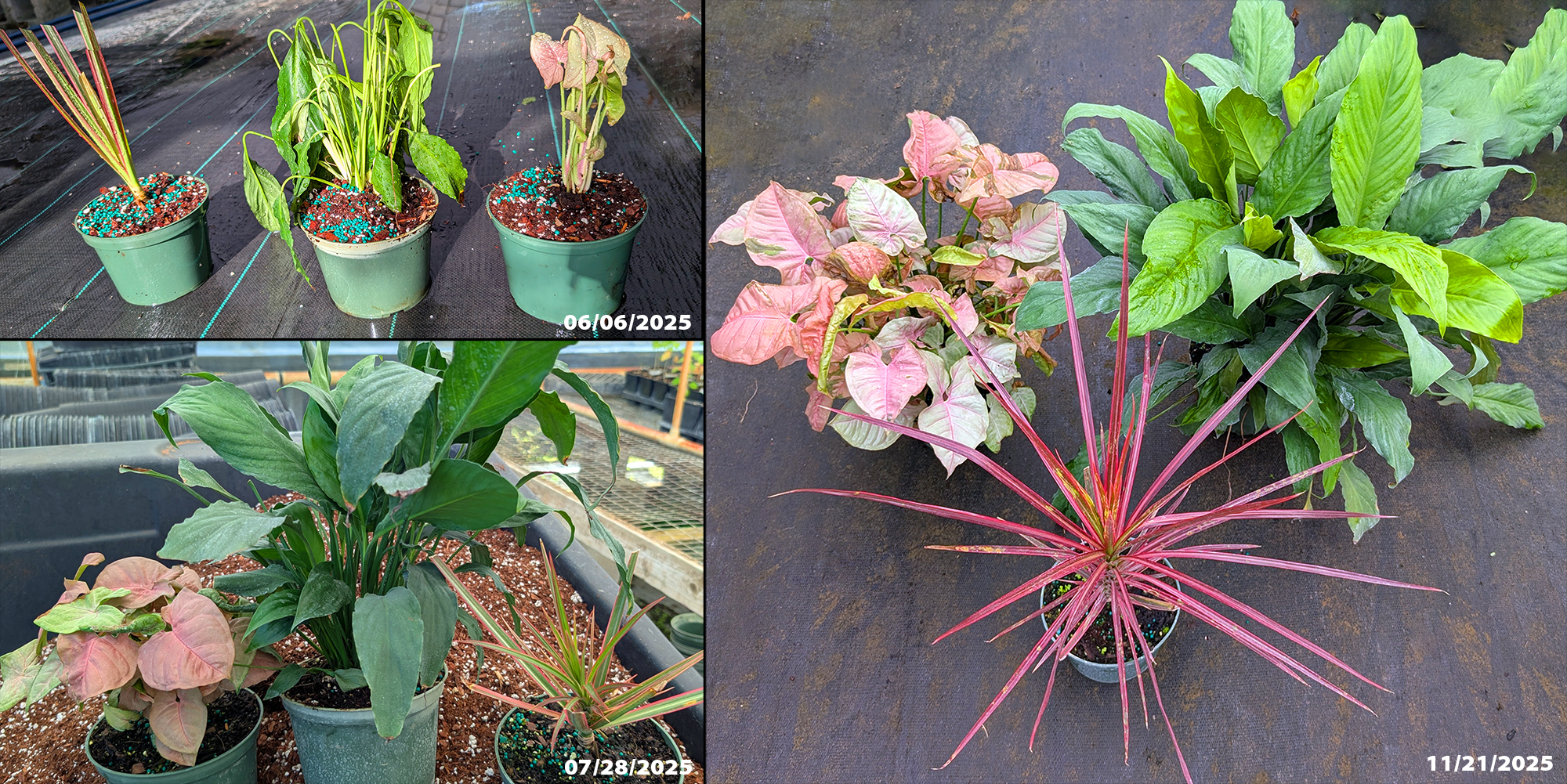 Nearly  dead  houseplants  (Dracaena,  Syngonium,  and  Spathiphyllum) 
 recovering  and  growing  vigorously  after  treatment  with  Green  Magic 
 fertilizer  and  Sunshine  Robusta  plant 
 booster.