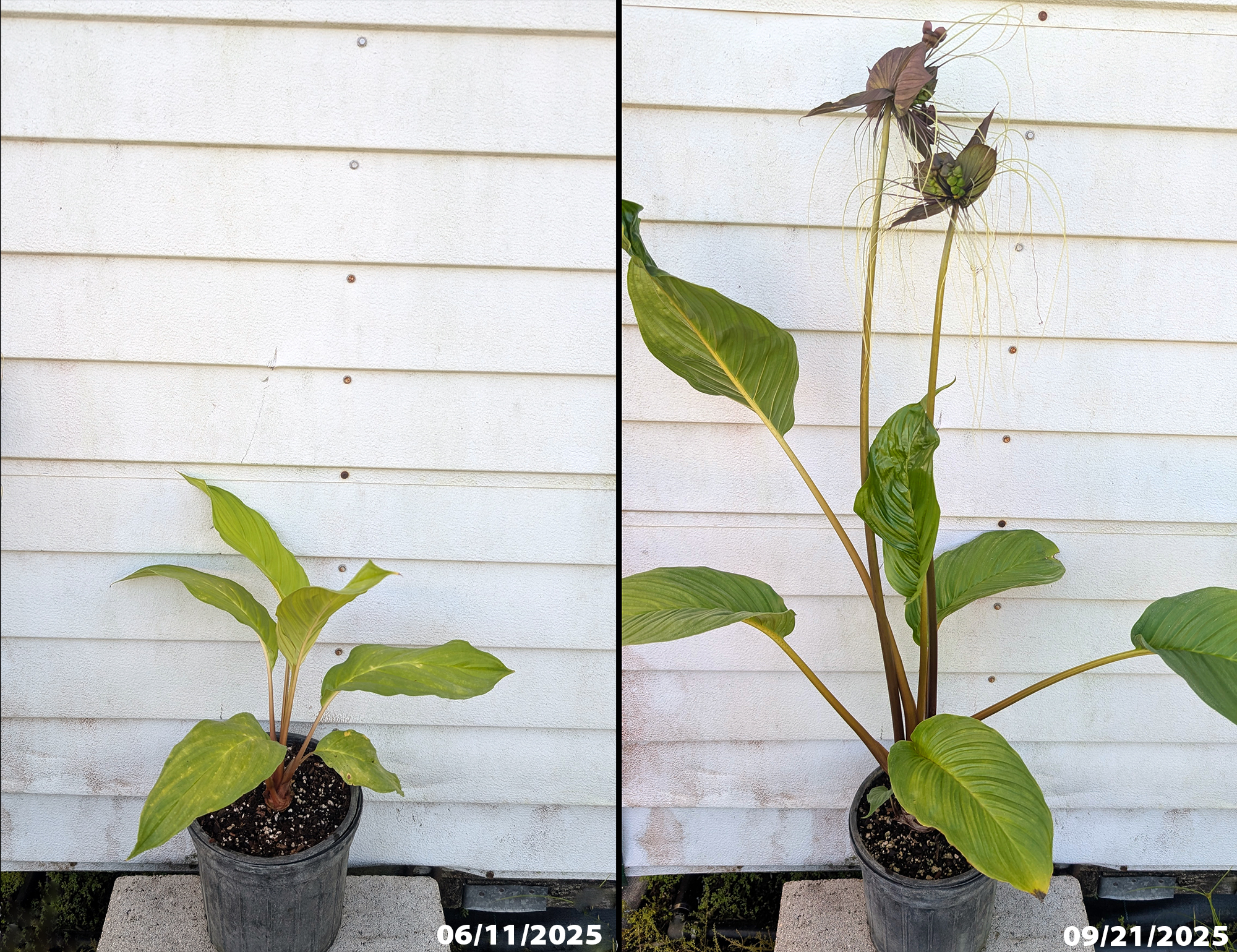 Tacca  plant  (bat  flower)  showing  strong  vegetative  growth  and  flower 
 bud  development  in  the  same  season  after  feeding  with  Green  Magic 
 fertilizer.