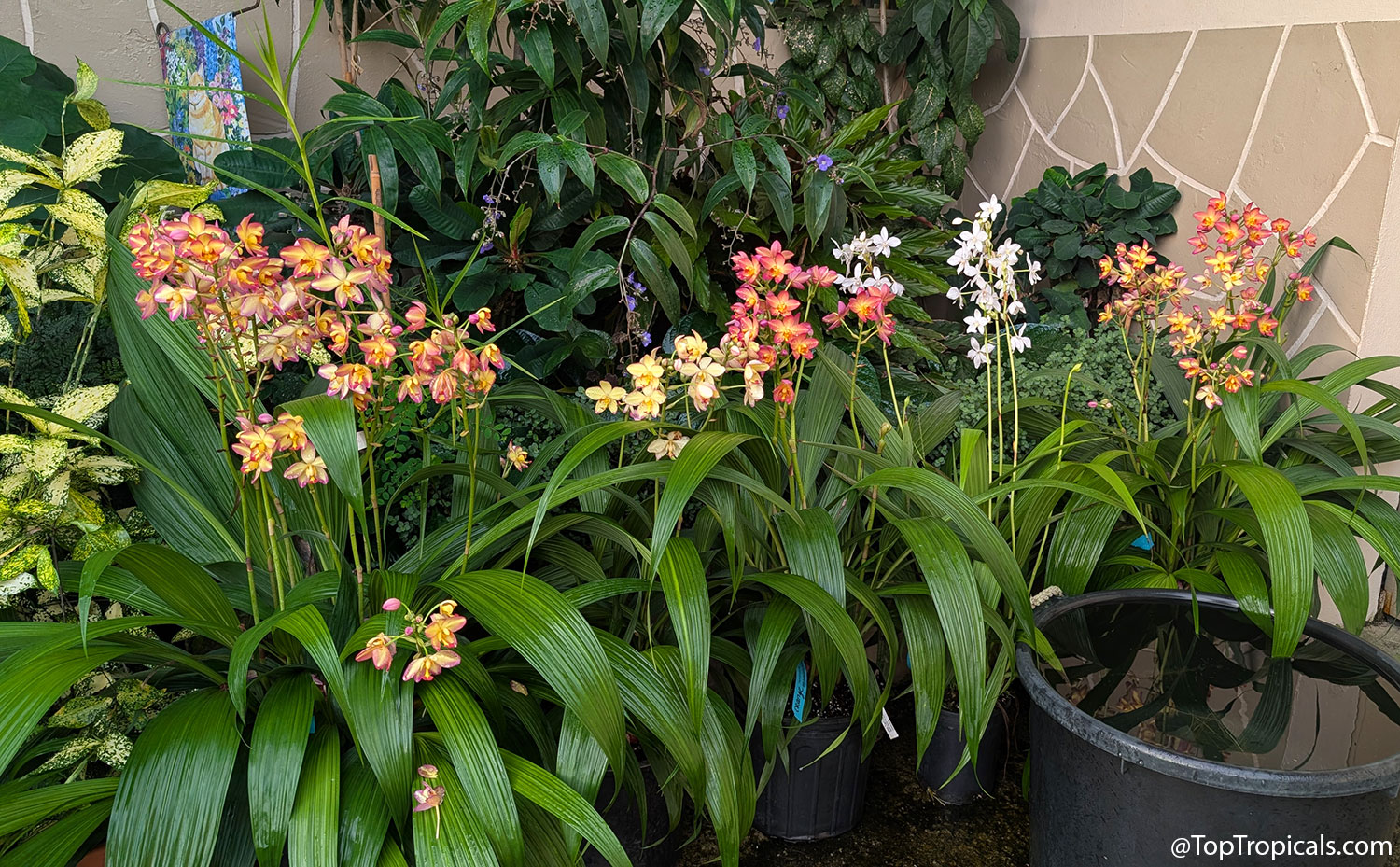 Ground  orchids  blooming  abundantly  in  nursery  pots  filled  with 
 well-drained  soilless  potting  mix,  demonstrating  vigorous  growth  and  healthy
    foliage  in  container 
 culture.