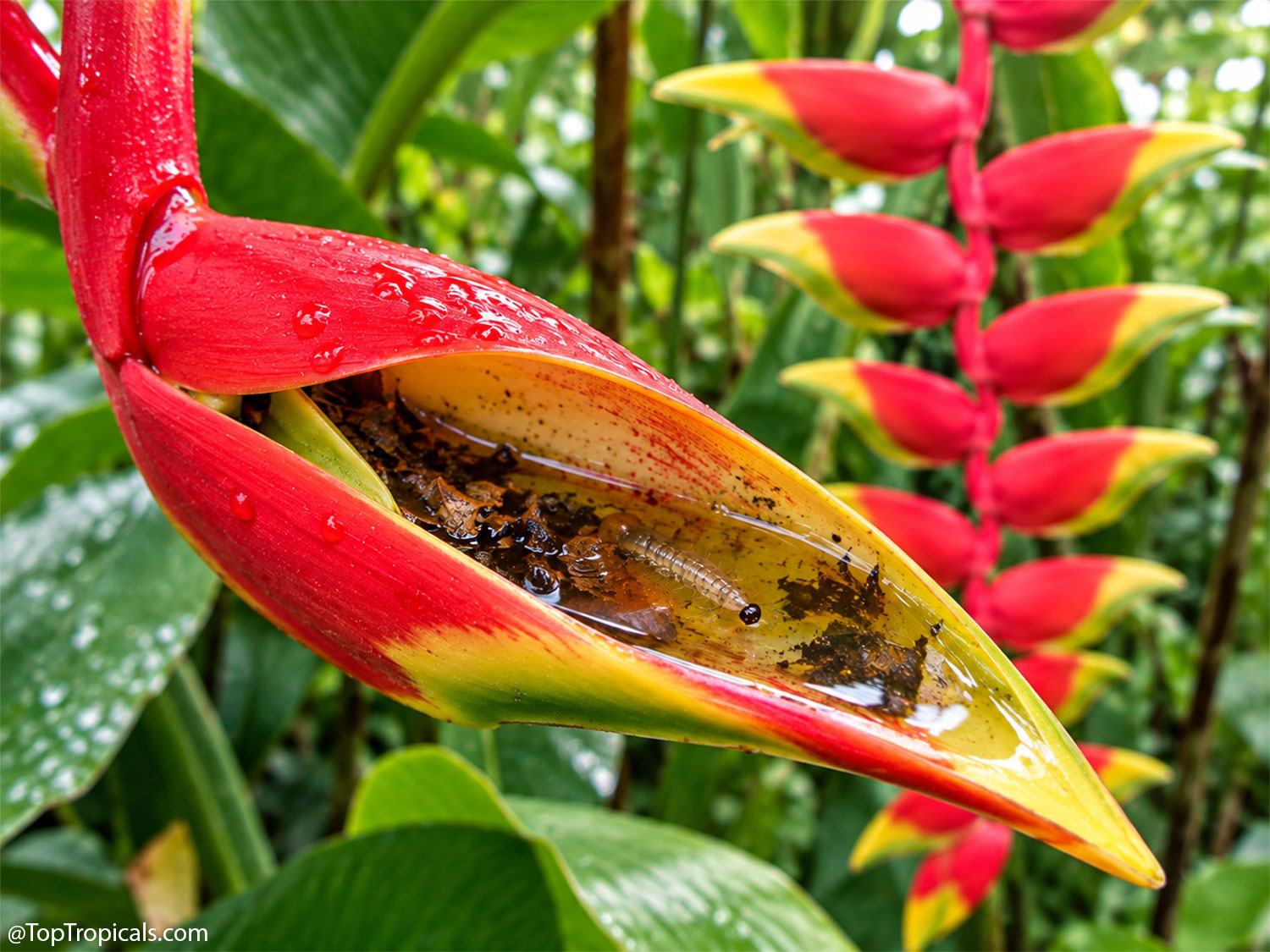 Macro  view  inside  a  Heliconia  rostrata  bract  showing  trapped  water, 
 organic  debris  and  tiny  aquatic  invertebrates,  with  blooming  Lobster  Claw 
 Heliconia  blurred  in  the 
 background.