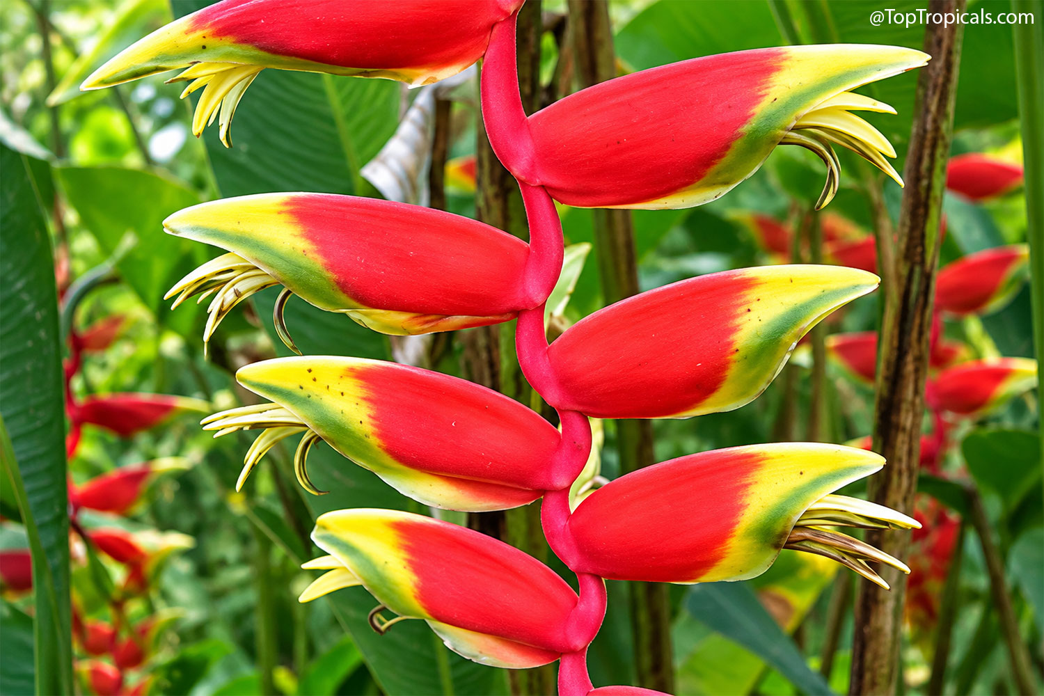 Close-up  of  Heliconia  rostrata  showing  bright  red  and  yellow 
 lobster-claw  bracts  with  the  smaller  true  flowers  emerging  from 
 inside.