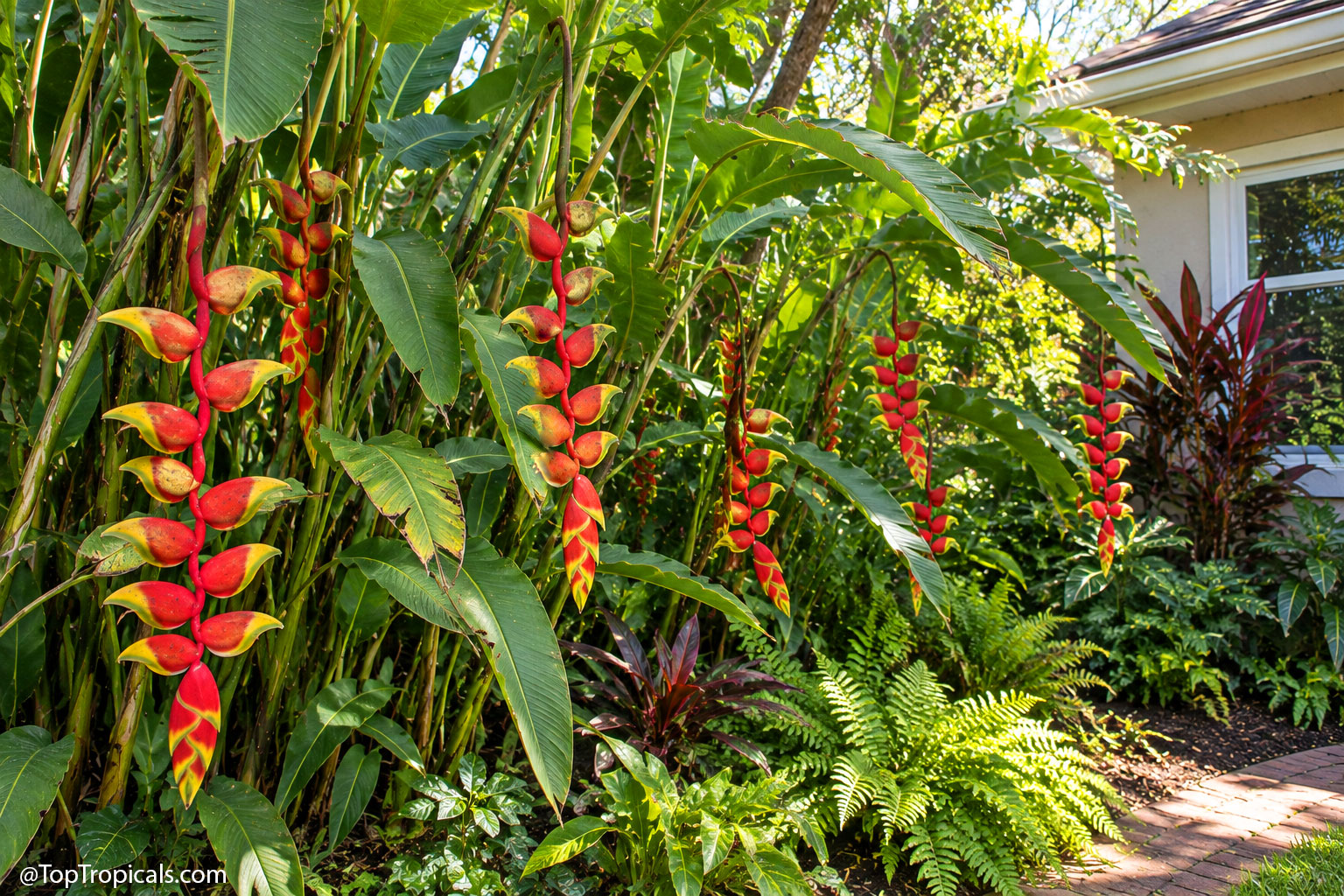 Mature  Heliconia  rostrata  growing  beside  a  house,  with  lush  banana-like
    leaves  and  numerous  cascading  red-and-yellow  Lobster  Claw 
 blooms.