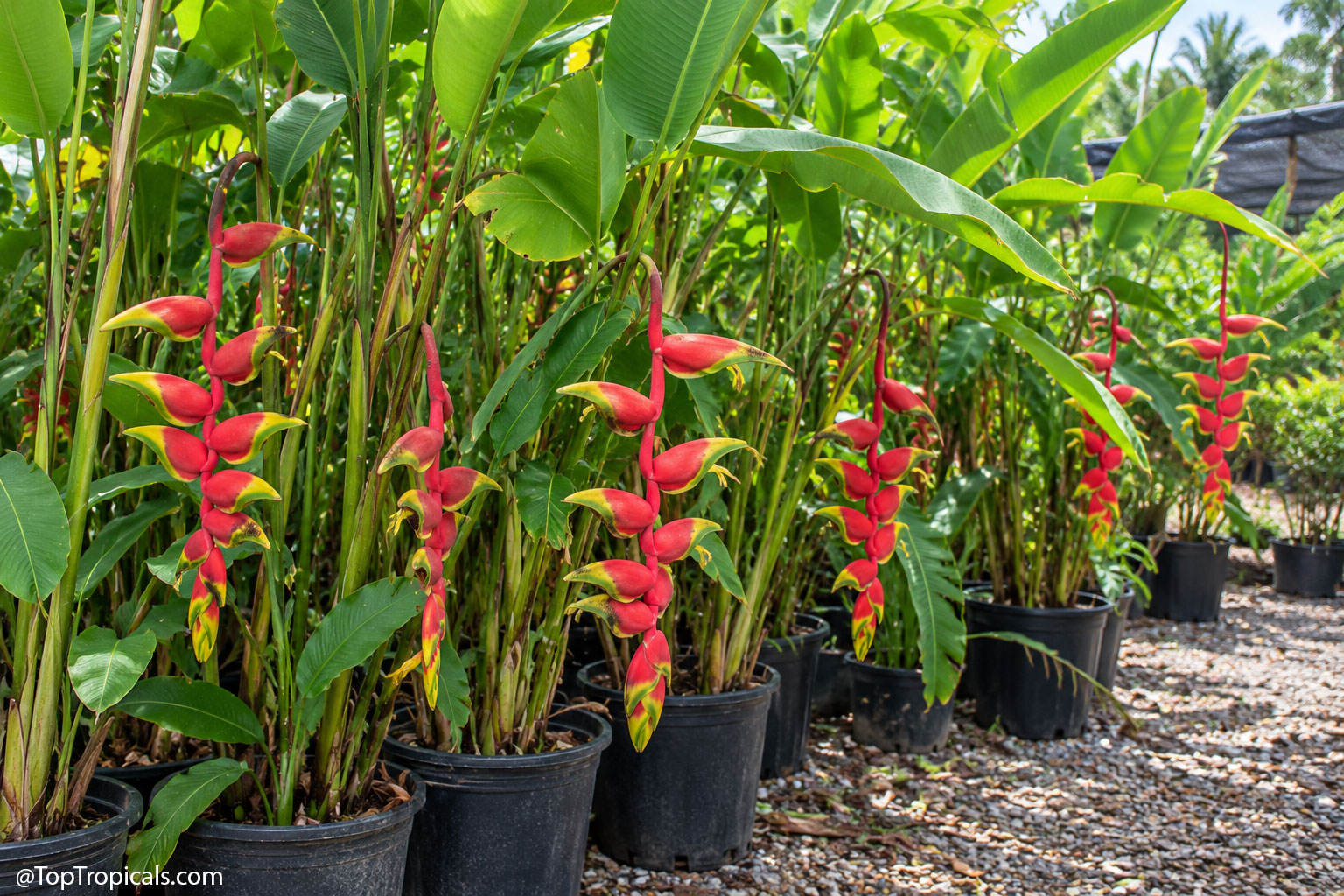 Large  Heliconia  rostrata  plants  growing  in  nursery  pots,  with  tall 
 banana-like  leaves  and  cascading  red-and-yellow  Lobster  Claw 
 blooms.
