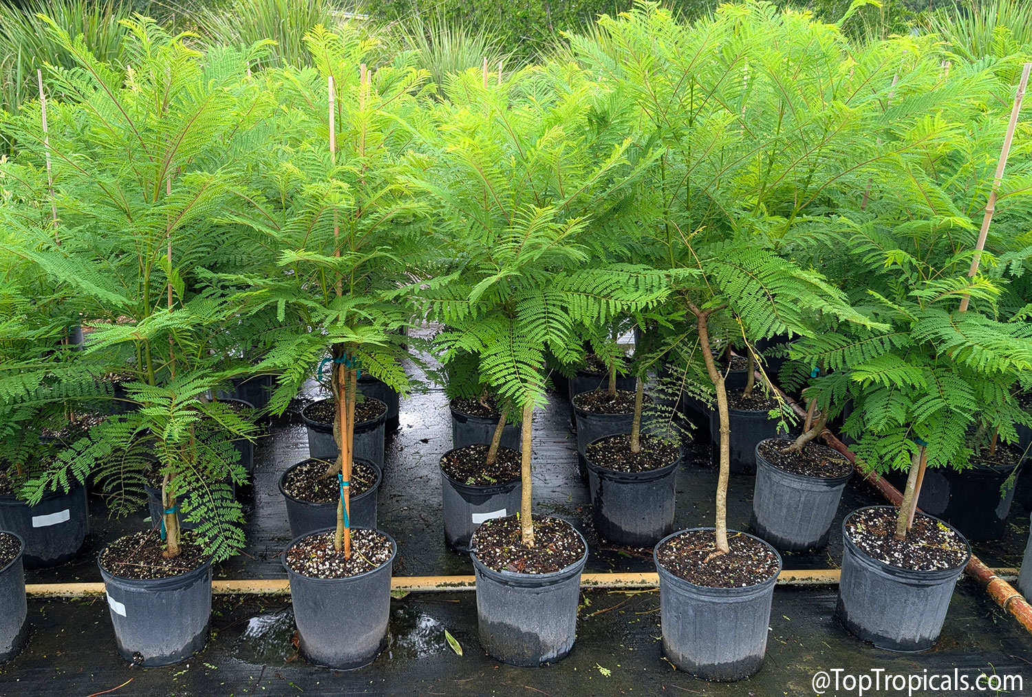 Large,  well-developed  Jacaranda  trees  growing  vigorously  in  3-gallon 
 pots  at  Top 
 Tropicals.