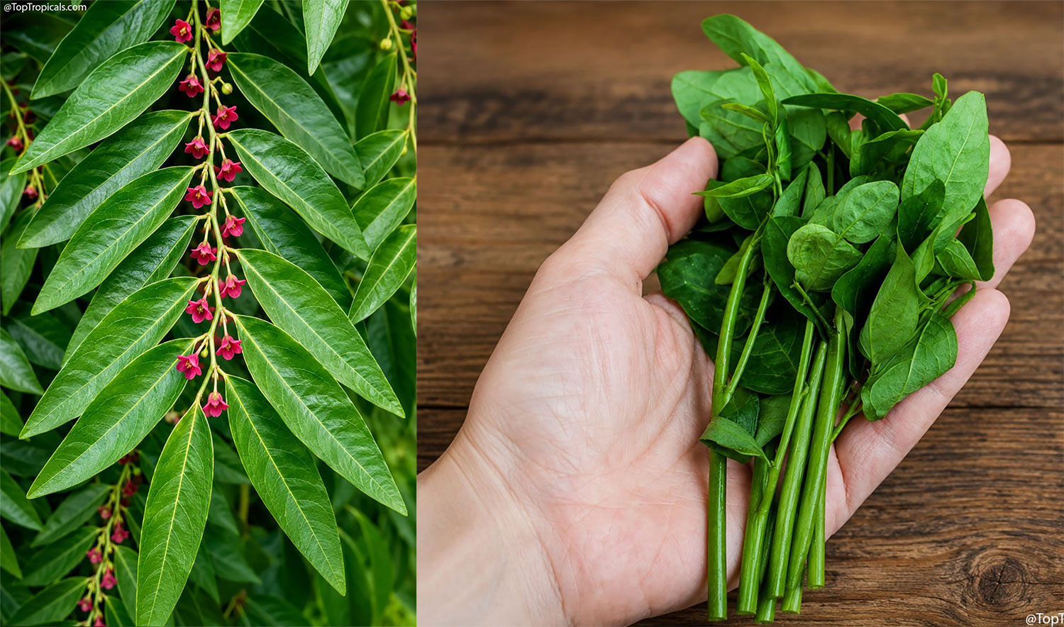 Katuk (Sauropus androgynus) plant with small pink-red flowers alongside
a handful of freshly harvested edible young shoots and leaves.