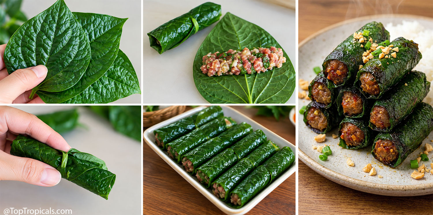 La lot (Piper sarmentosum) leaves used to make savory meat-filled
wraps, shown from fresh leaves and filling to rolled and cooked wraps.