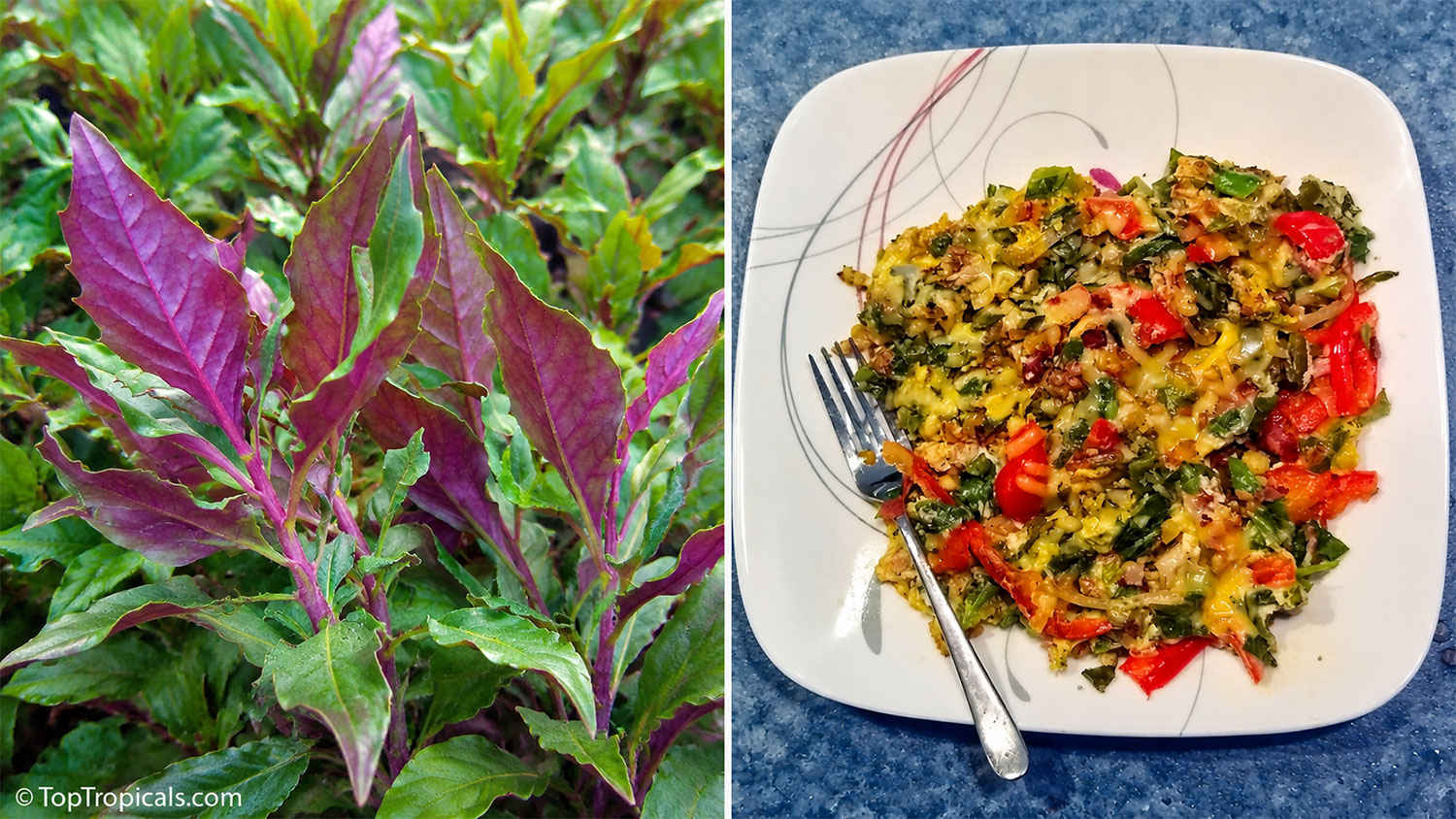 Longevity spinach (Gynura procumbens) with purple-green young leaves
alongside a cooked dish made with freshly harvested greens, vegetables and
melted cheese.