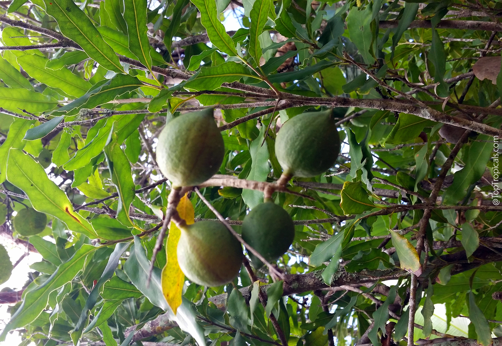 Green macadamia nuts developing on tree branch among glossy leaves.