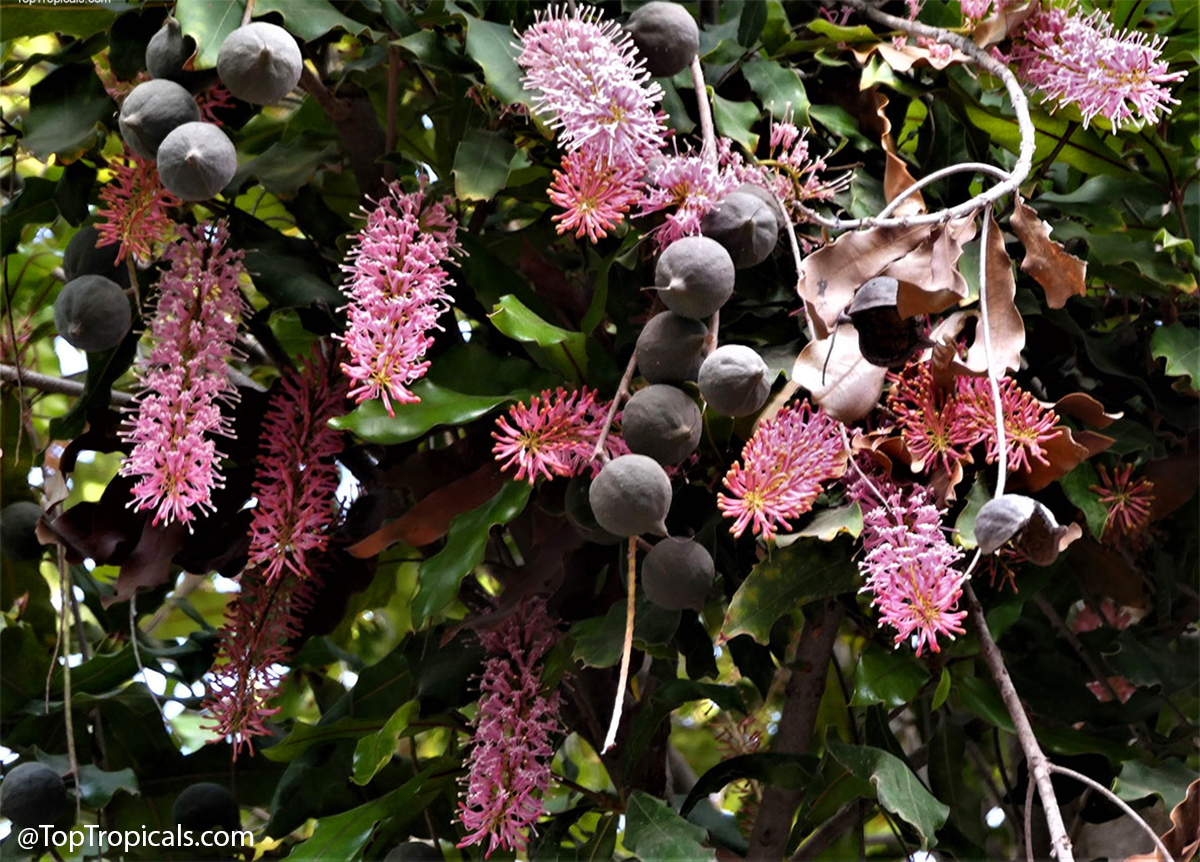 Macadamia tree with pink flower racemes and developing round green nuts
on branches.