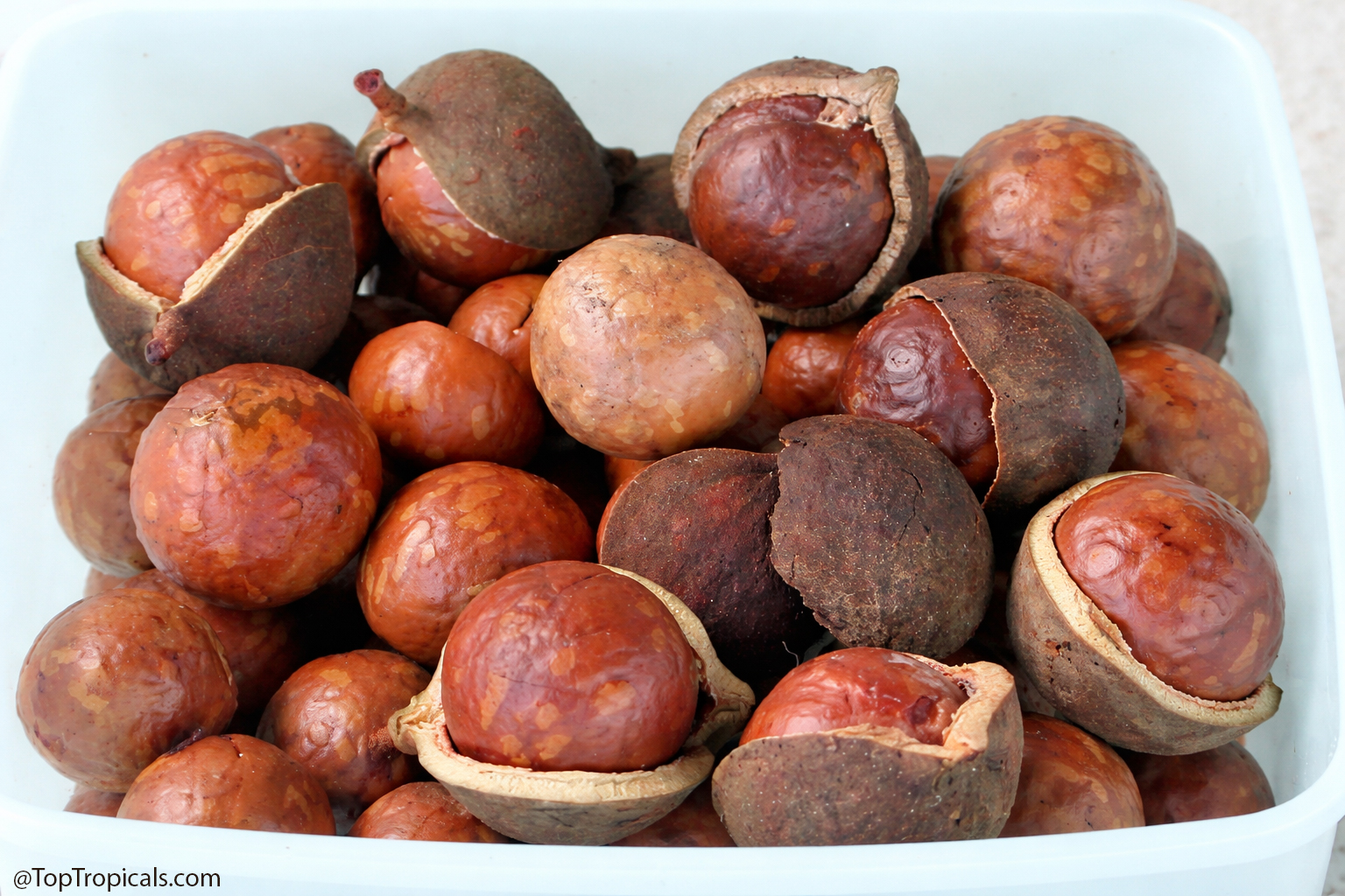 Fresh macadamia nuts with outer husks removed and hard brown shells
exposed in a container.