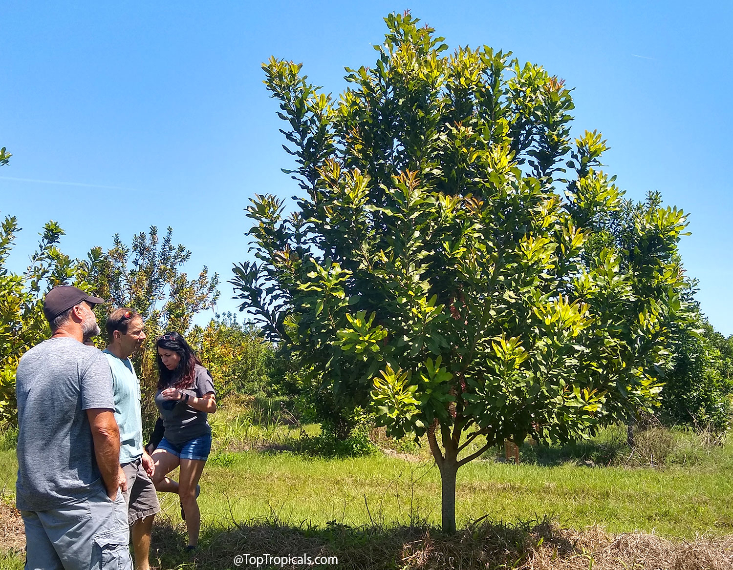 Mature  macadamia  tree  with  well-shaped  canopy  growing  in  Florida 
 


orchard.