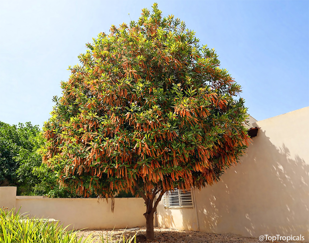 Macadamia tree in full bloom covered with long orange flower racemes.