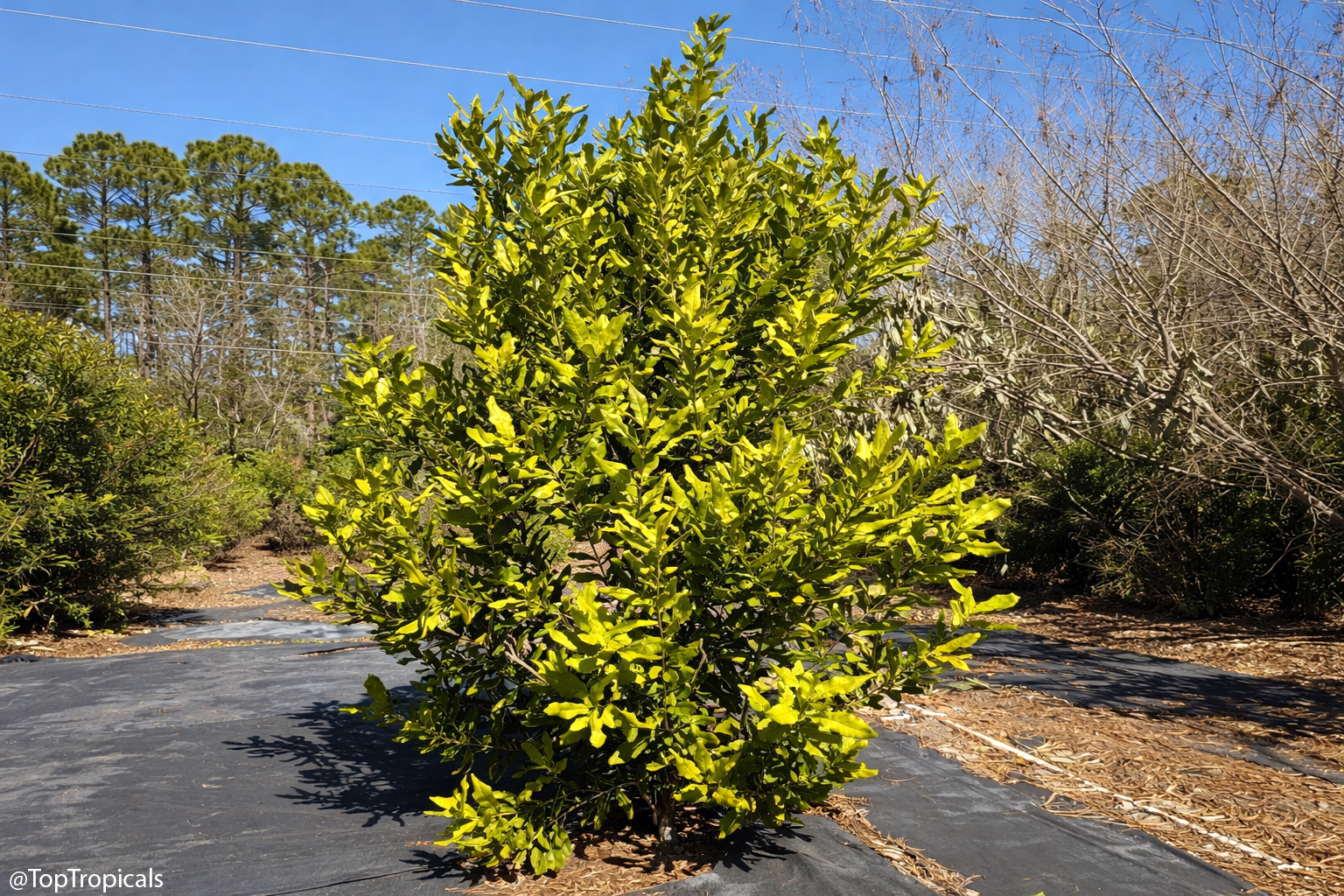 Three year old macadamia tree after three nights of 25F hard freeze in
February 2026, showing healthy foliage.
