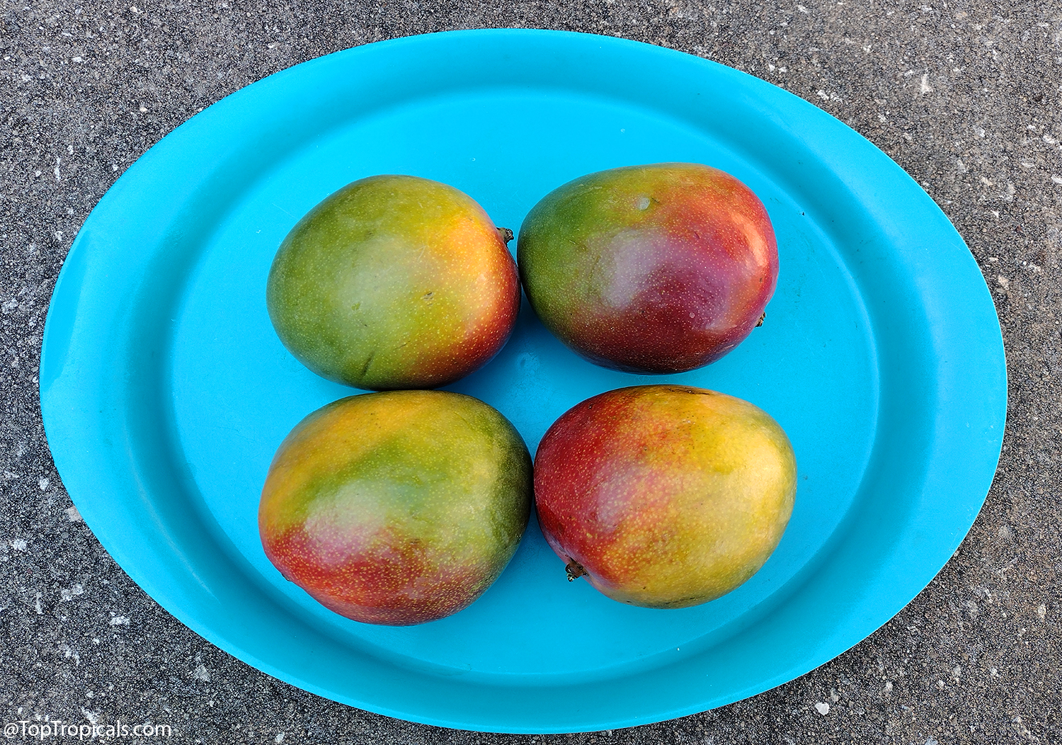 Four  Kent  mangoes  with  red,  green,  and  yellow  blush  arranged  on  a 
 plate.
