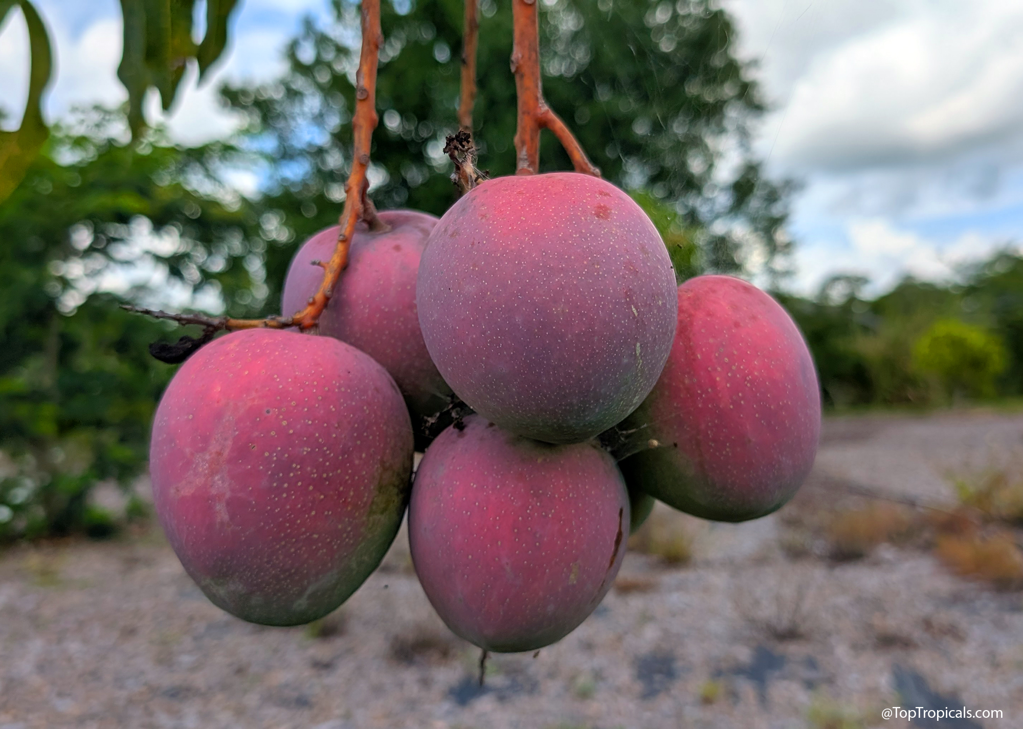 Close-up  of  a  cluster  of  ripening  mangoes  hanging  from  a  branch, 
 showing  red  and  purple  blush  tones  against  a  blurred  outdoor  background.