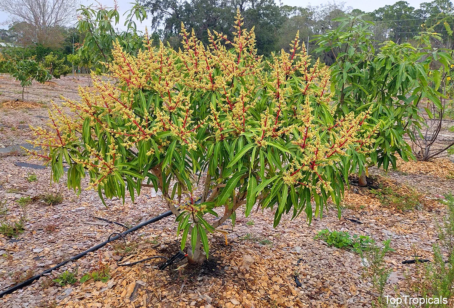 Mango  tree  blooming  produsely  after  applying  Sunshine  Mango  Tango 
 


Booster