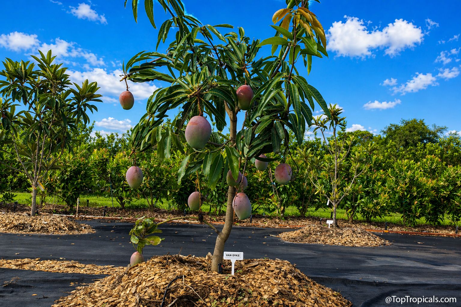 Mango  tree  Van  Dyke  growing  in  an  orchard,  loaded  with  ripening  mango 
 fruits,  surrounded  by  mulch  and  irrigation,  under  a  bright  blue  sky  with 
 scattered  clouds.