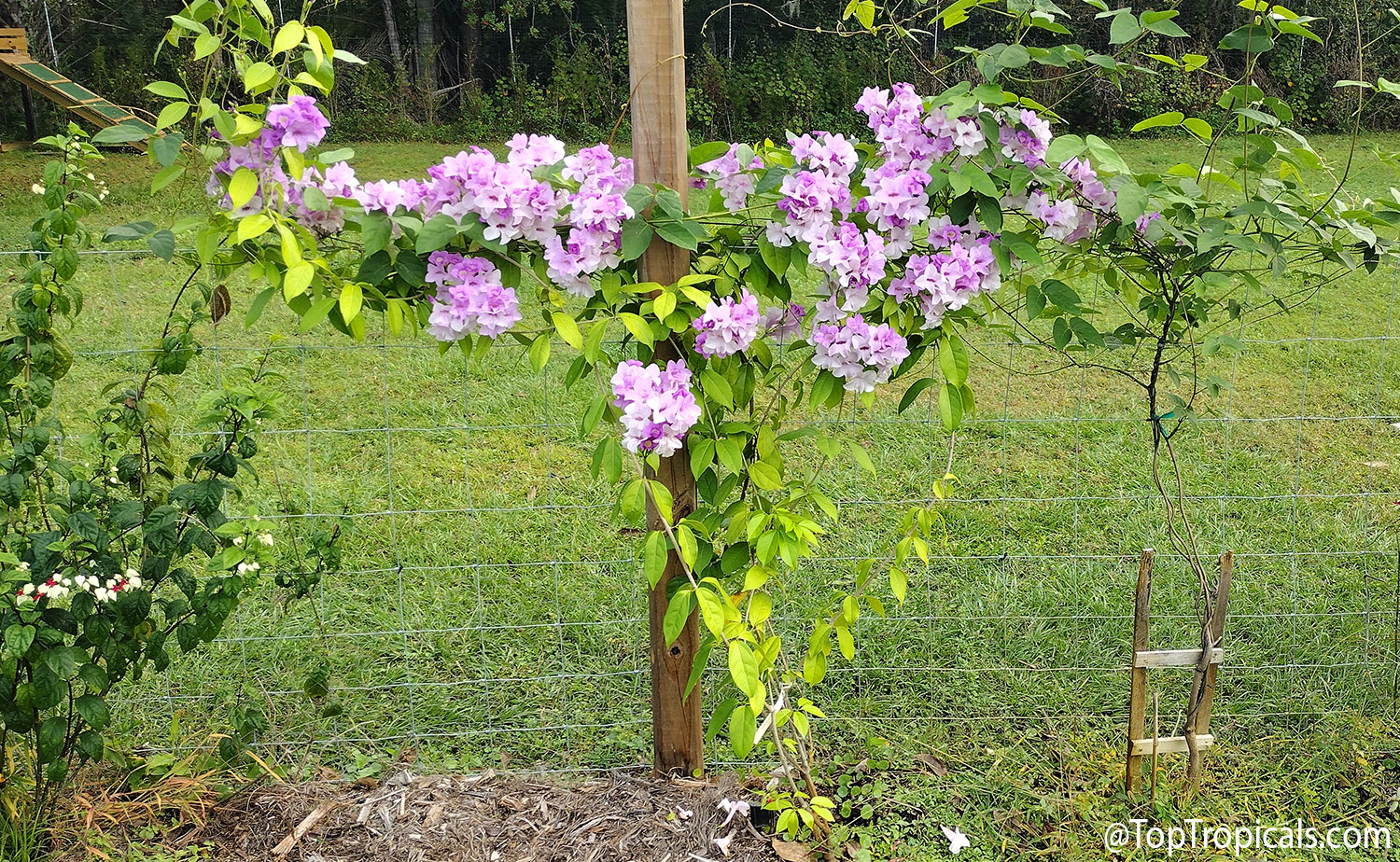 Garlic  vine  (Mansoa  alliacea)  trained  along  a  wire  fence,  displaying 
 large  clusters  of  lavender-purple  flowers  on  long  climbing  stems.